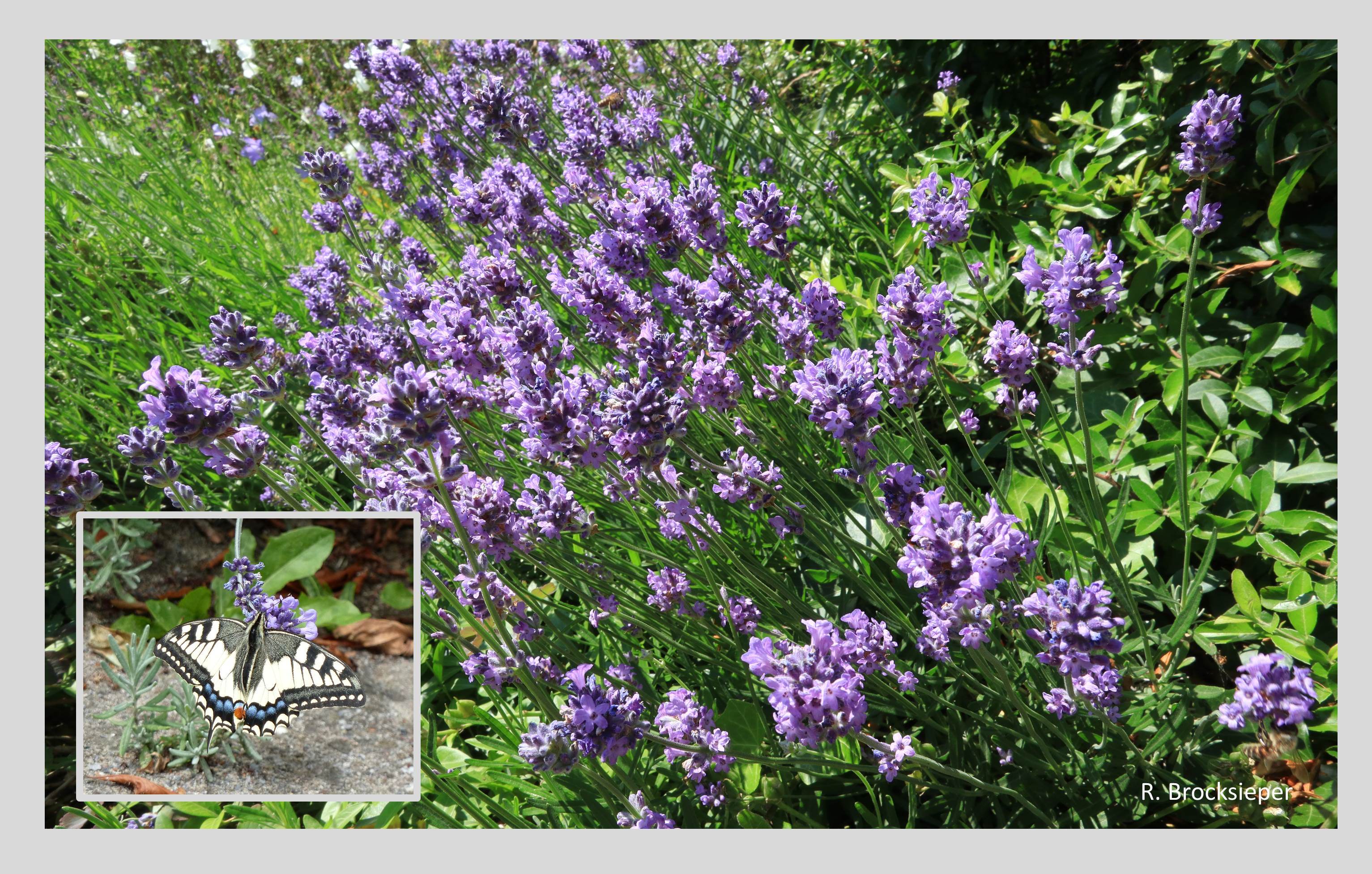 Der Lavendel (Lavendula angustifolia) ist eigentlich eine mediterrane Pflanze, hat aber in den letzten 40 Jahren vermehrt Einzug in die Gärten gehalten. Mit dem schönen Blau seiner Blüten und seinem Duft verzaubert er die Menschen, mit seinem reichen Nahrungsangebot Bienen, Hummeln und Schmetterlinge, wie hier den Schwalbenschwanz.