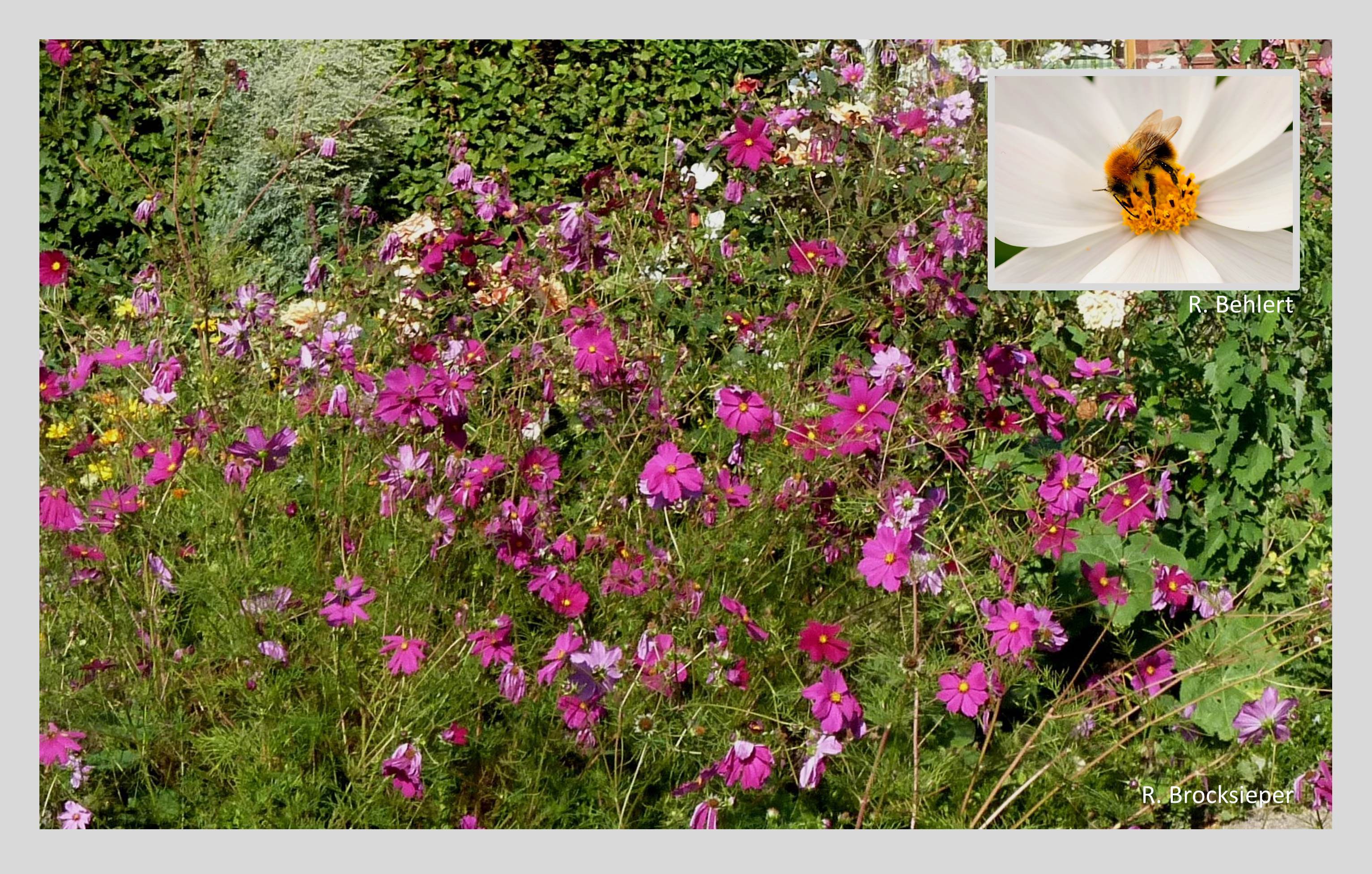 Die einjährigen Schmuckkörbchen (Cosmea spec.) werden im Frühjahr gesät und blühen in rosa, pink und weiß bis zum Frost. Sie sind ein Magnet für Schmetterlinge, Bienen und andere Insekten und auch gut als Schnittblumen geeignet. Sie samen selbst aus. Die Schokoladen-blume (Cosmea atrosanguineus) gehört ebenfalls zu den Cosmeen.