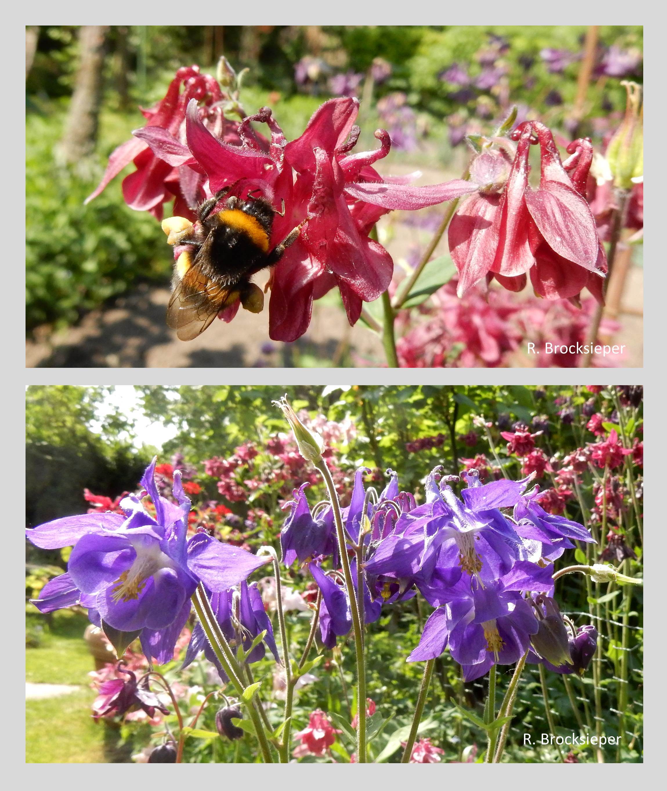 Die filigranen Blüten der Akelei (Aquilegia vulgaris) leuchten in den Farbschattierungen blau, violett bis purpurrot, rosa und weiß.  Hummeln besuchen die bizarren Blüten gern und gelangen mit ihren langen Rüsseln bis zum Grund des Blütensporns.