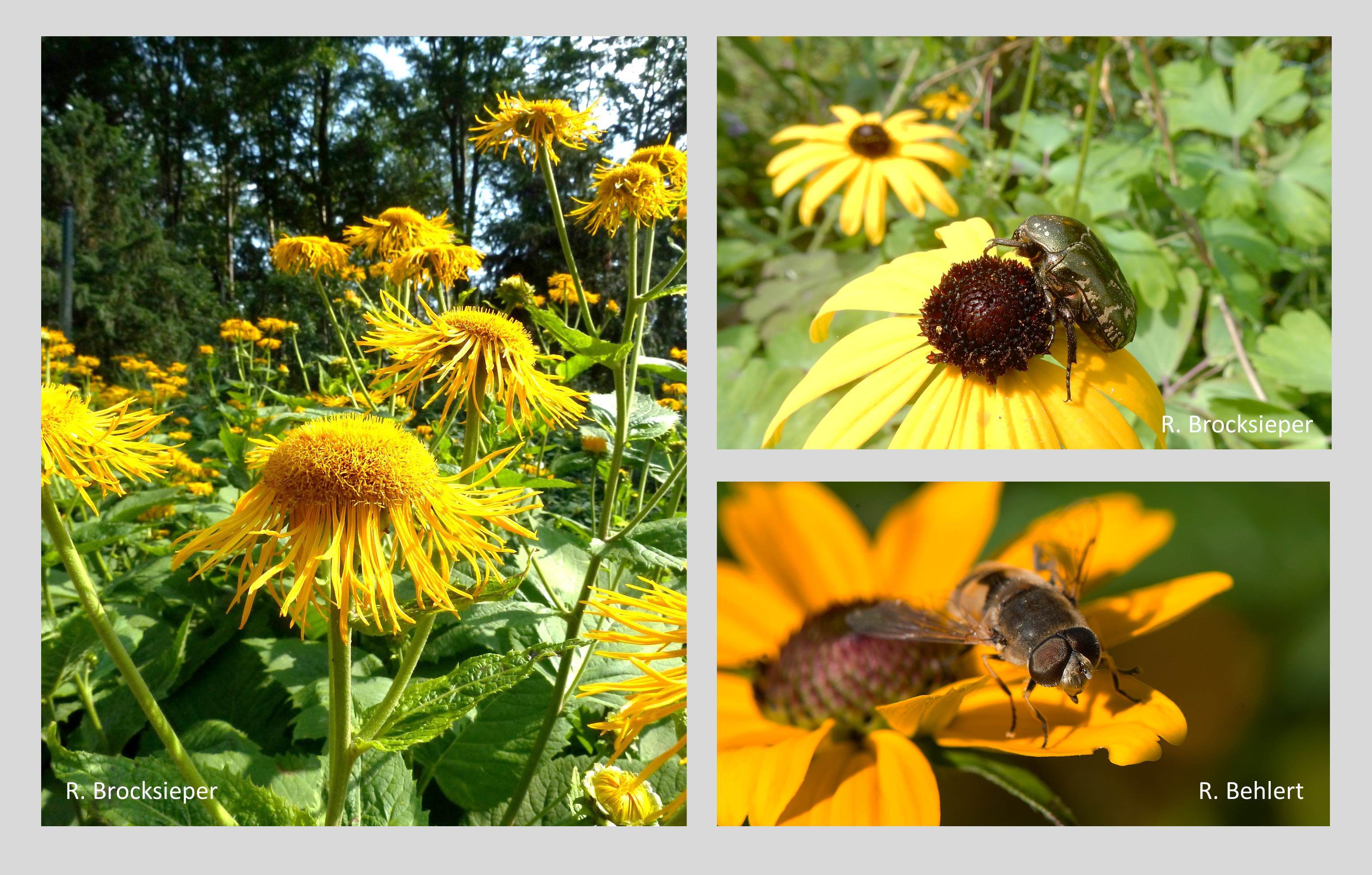 Alant (Inula spec.) und die zahlreichen Verwandten der beliebten Sonnenblume sind Sinnbild des Sommers. Die Körbchenblüten bestehen aus vielen tausend Einzelblüten und bieten den Insekten reichlich Nektar und Pollen bis in den Herbst. Der Besuch von Rosenkäfern und Schwebfliegen ist Belohnung für den insektenfreundlichen Garten!