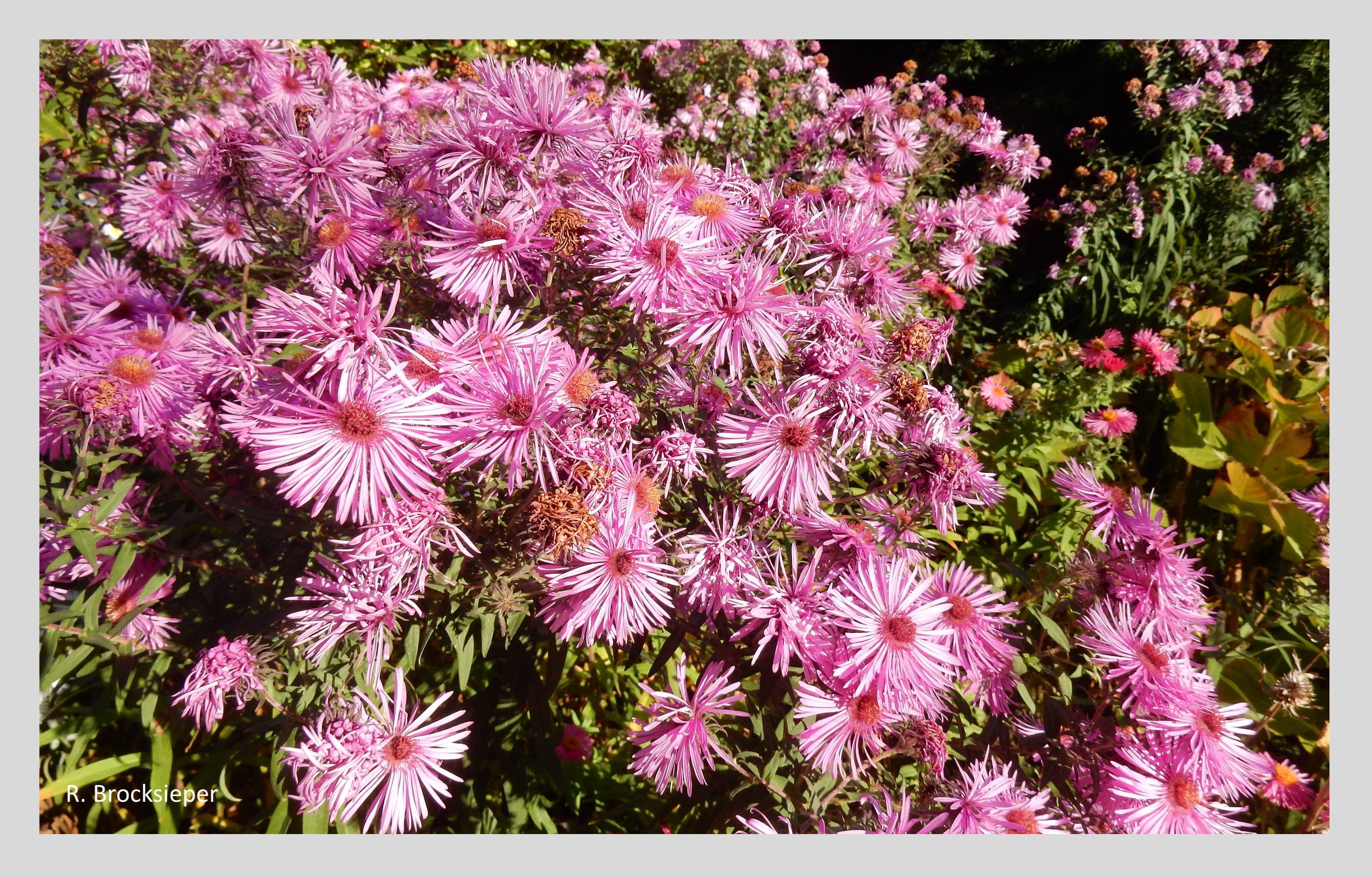 Im Herbst bieten die verschiedenen Aster-Arten, die in vielen Farben und Wuchshöhen in den Gärten blühen, eine besondere Insektenweide. Manchmal zum Verdruss, neigen sie zum Wuchern und suchen sich neue Standorte. Wer etwas Wildwuchs toleriert, wird mit vielen bunten Blüten und reichem Insektenleben belohnt.