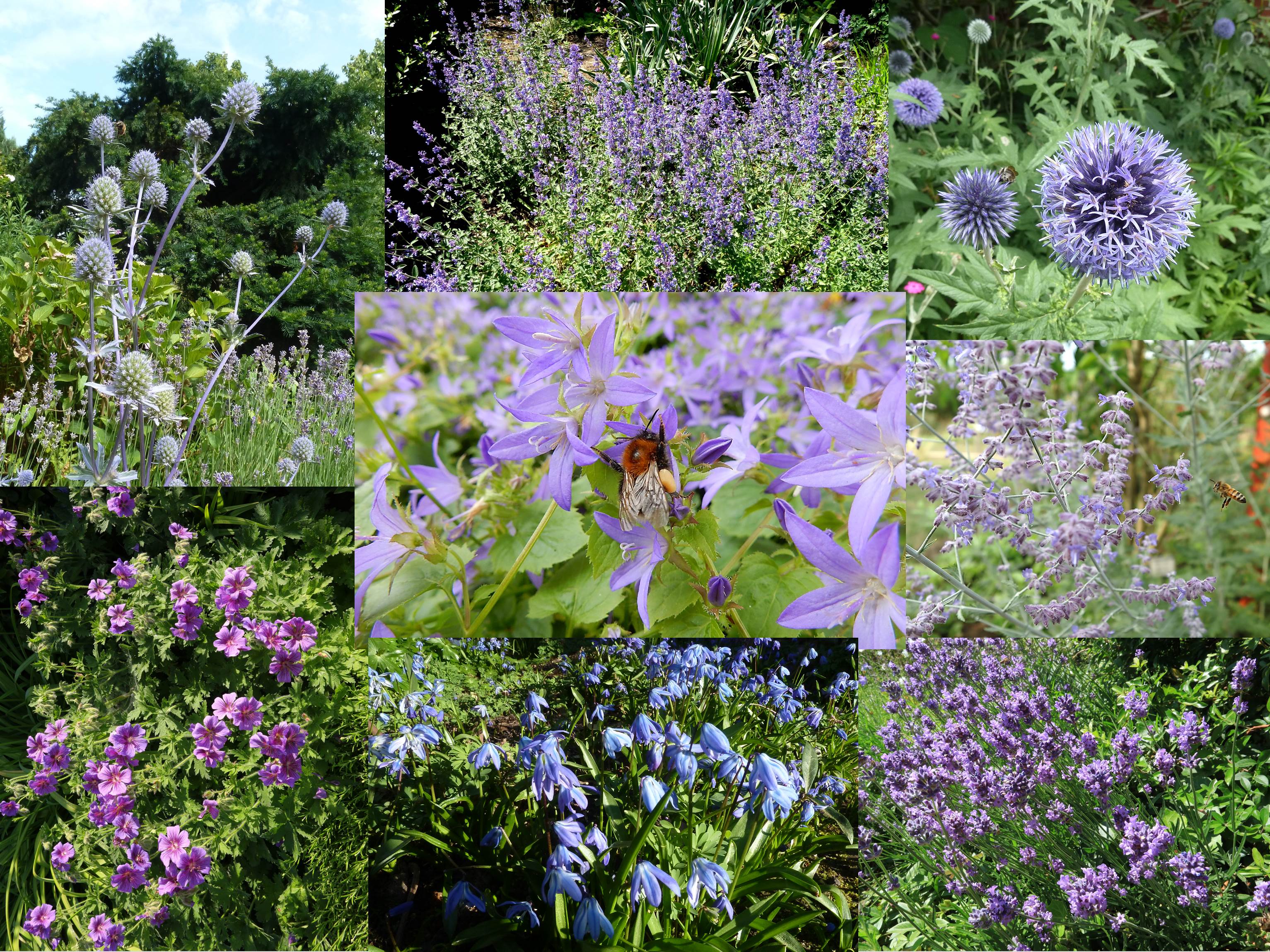 Blaues Wunder - Collage mit blau blühenden insektenfreundlichen Pflanzen