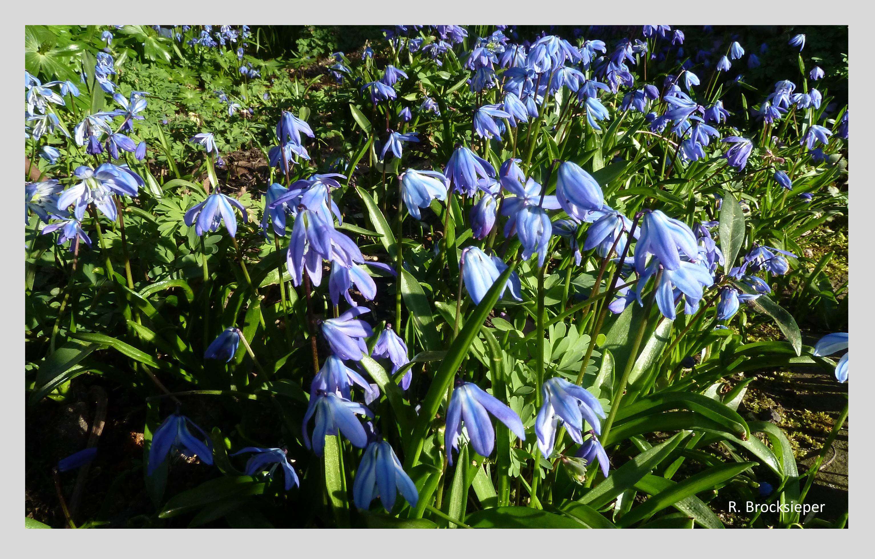 Der Blaustern (Scilla bifolia) ist eine frühe Nahrungsquelle für Wild- und Honigbienen. Die Samen tragen von Ameisen geschätzte nährstoffreiche Anhängsel und werden mit diesen in die Nester getragen und so verbreitet. Gibt man ihnen den Raum, so bilden Blausterne im Frühlingsgarten  wunderschöne Blütenteppiche. 