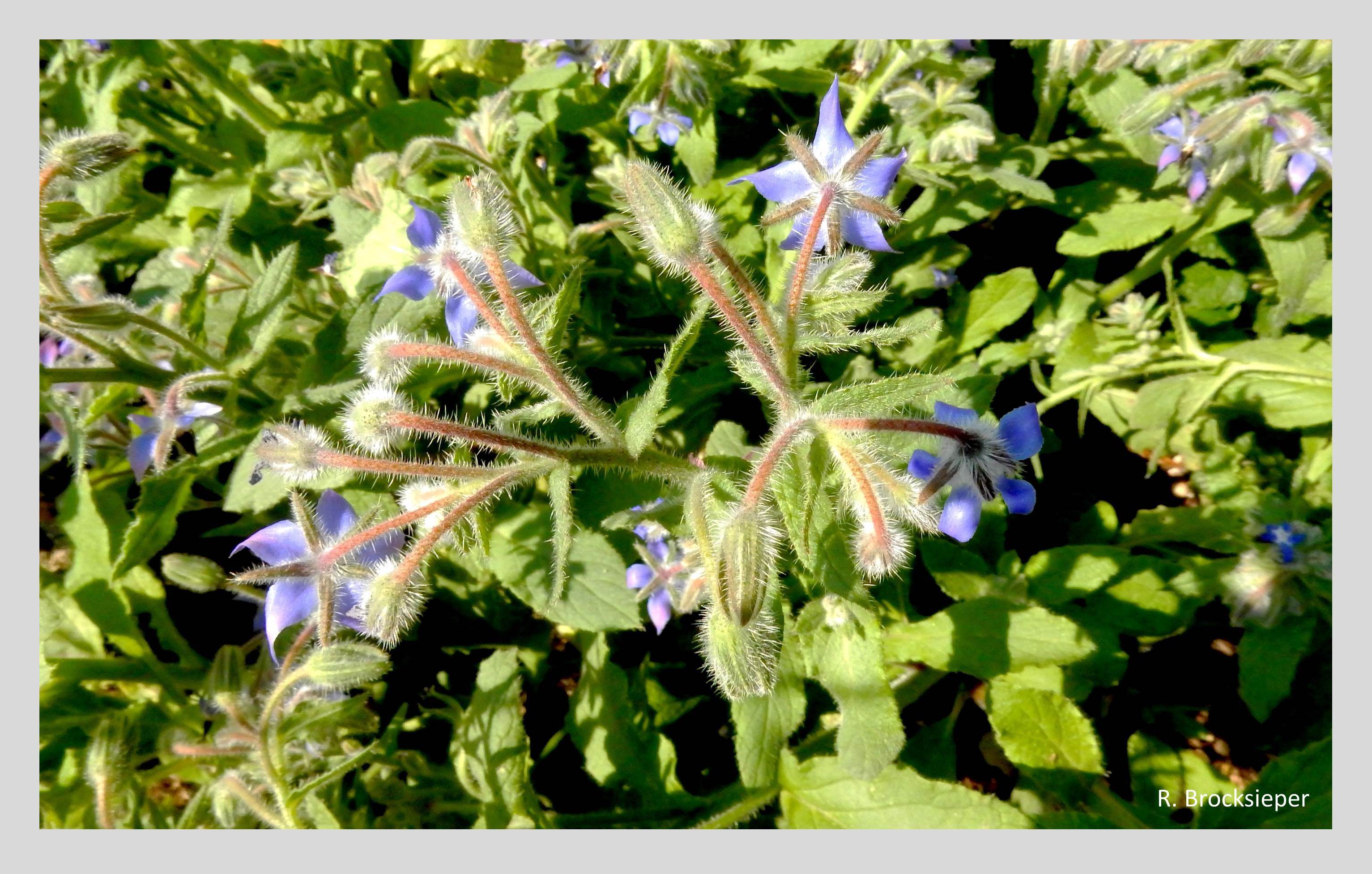 Borretsch oder Gurkenkraut (Borago officinalis) ist schön und nützlich zugleich. Als Gewürzkraut bringt es Farbe in den Gemüsegarten, als Begleiter im Blumenbeet sorgt das leuchtende Blau seiner Blüten für Akzente. Bis in den Herbst werden Honig- und Wildbienen magisch angezogen.