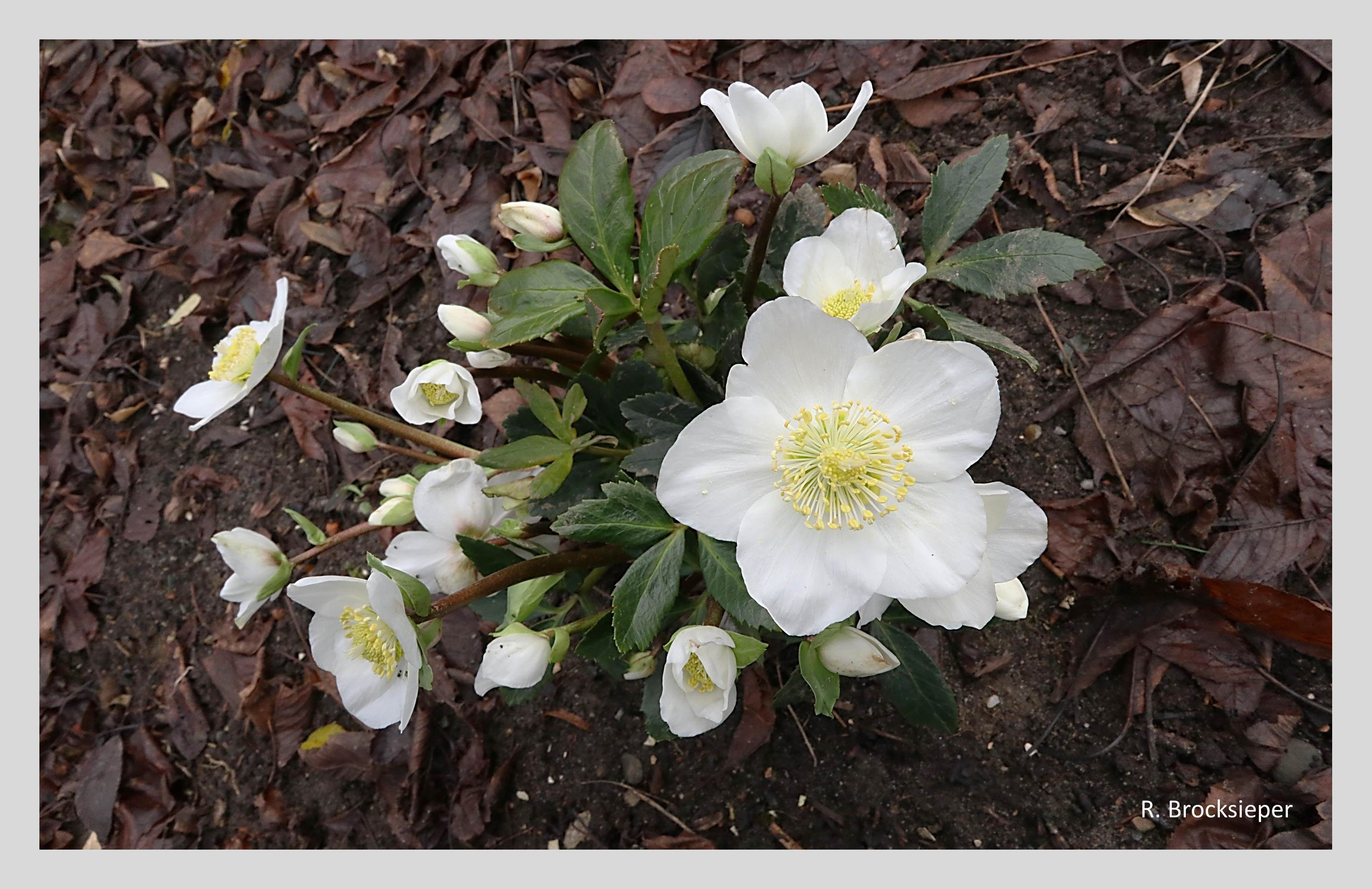 Christrosen (Helleborus niger) – blühen sehr früh im Jahr und tragen an den häufiger werdenden warmen Wintertagen zur Stärkung der Insekten bei. Die zu Honigblättern umgebildeten Blütenblätter bieten reichlich Nahrung. 