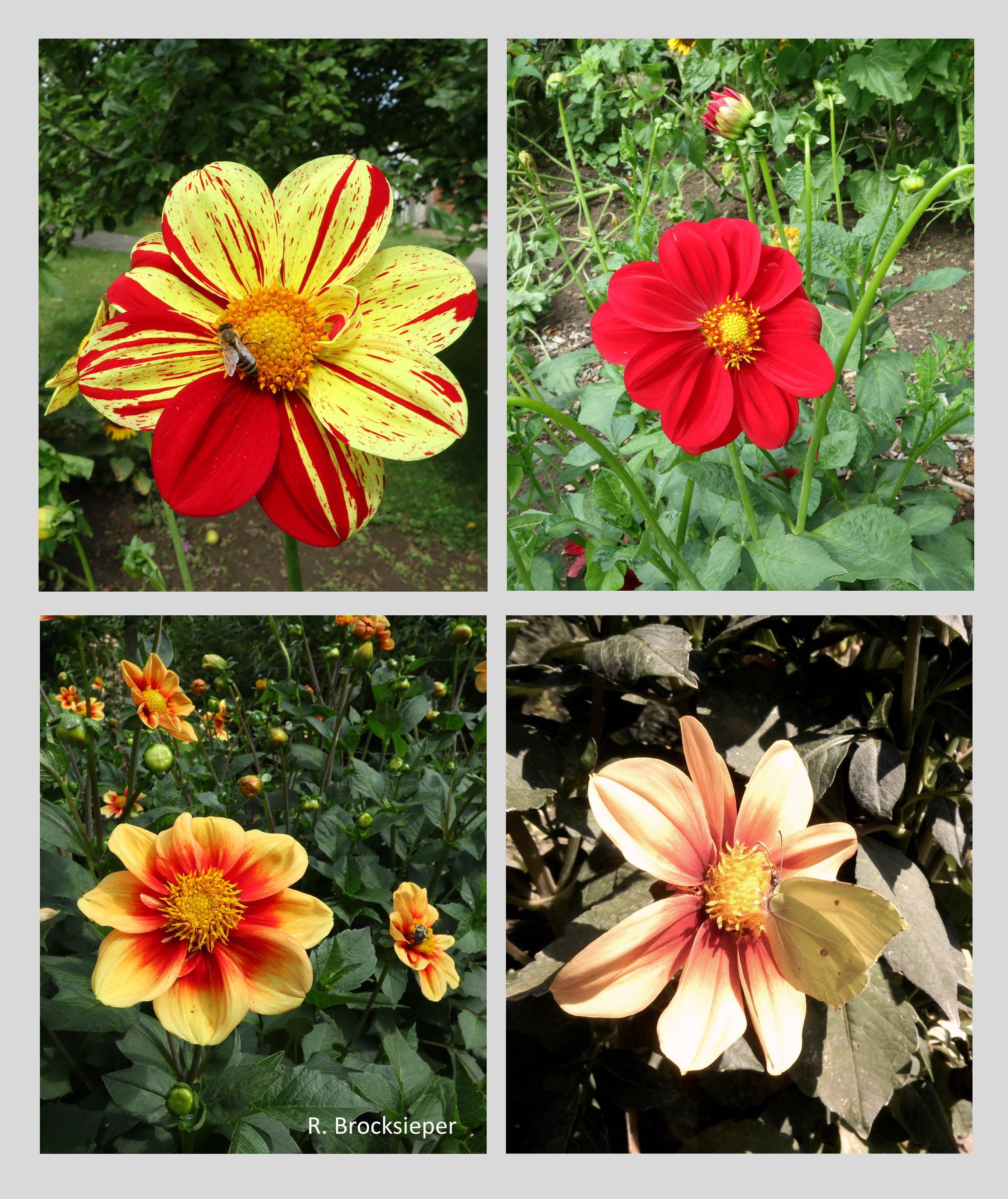 Die Dahlien (Dahlia) tauchen den Herbst in üppige Farben und blühen bis zum Frost. Nur ungefüllte, einfach blühende Sorten bieten Nahrung, Bienen, Schmetterlinge und Käfer finden sich ein. Die Rhizome der Dahlien müssen ausgegraben und frostfrei überwintert werden.