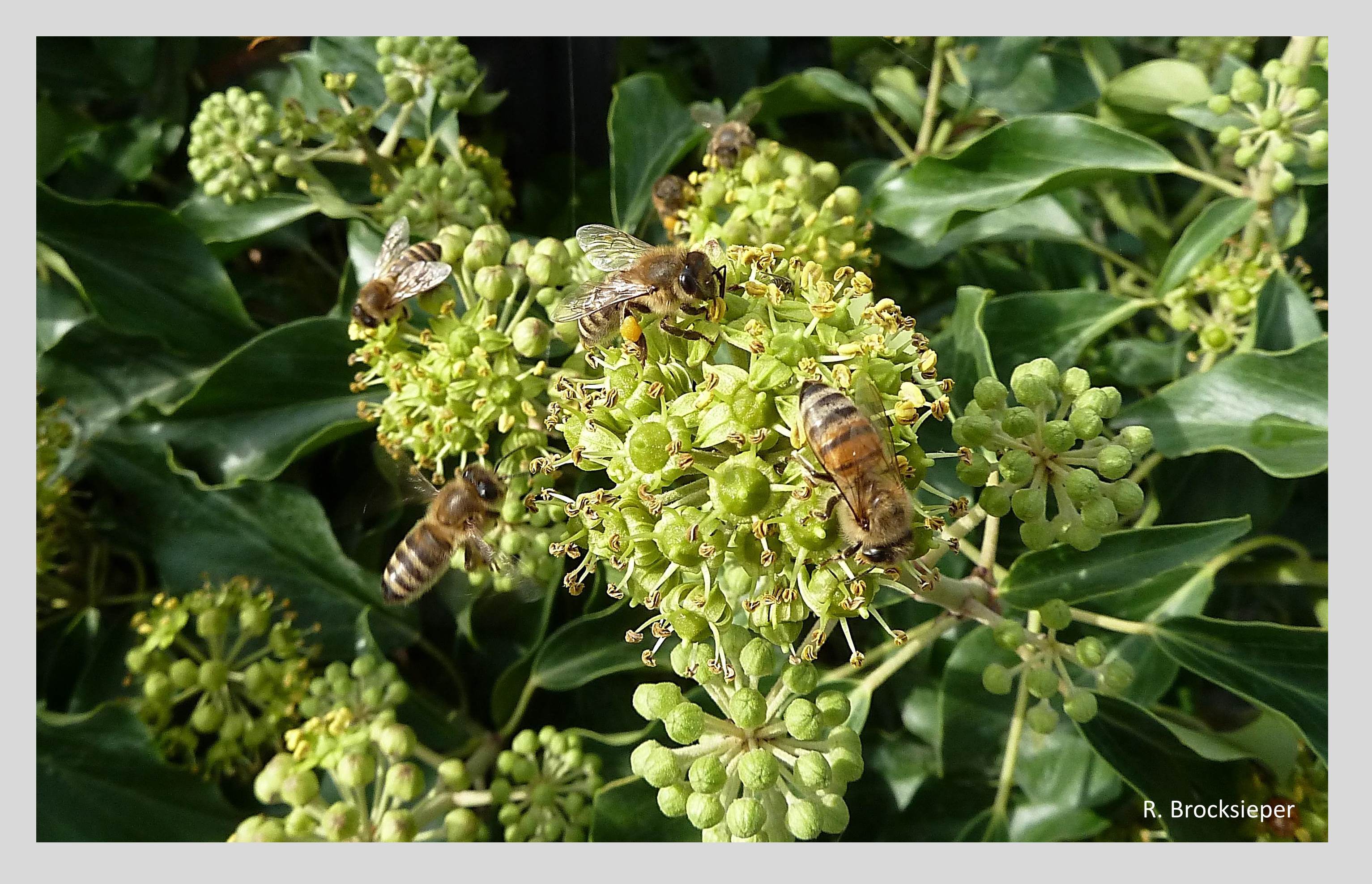 Das Efeu (Hedera helix) ist ein reicher Nektar- und Pollenspender im September und Oktober, der ansonsten nektararmen Zeit. Der immergrüne Strauch klettert bis über 20 m hoch. Nur die  Altersform treibt Blüten und setzt Früchte an, die von Vögeln gern gefressen werden.  