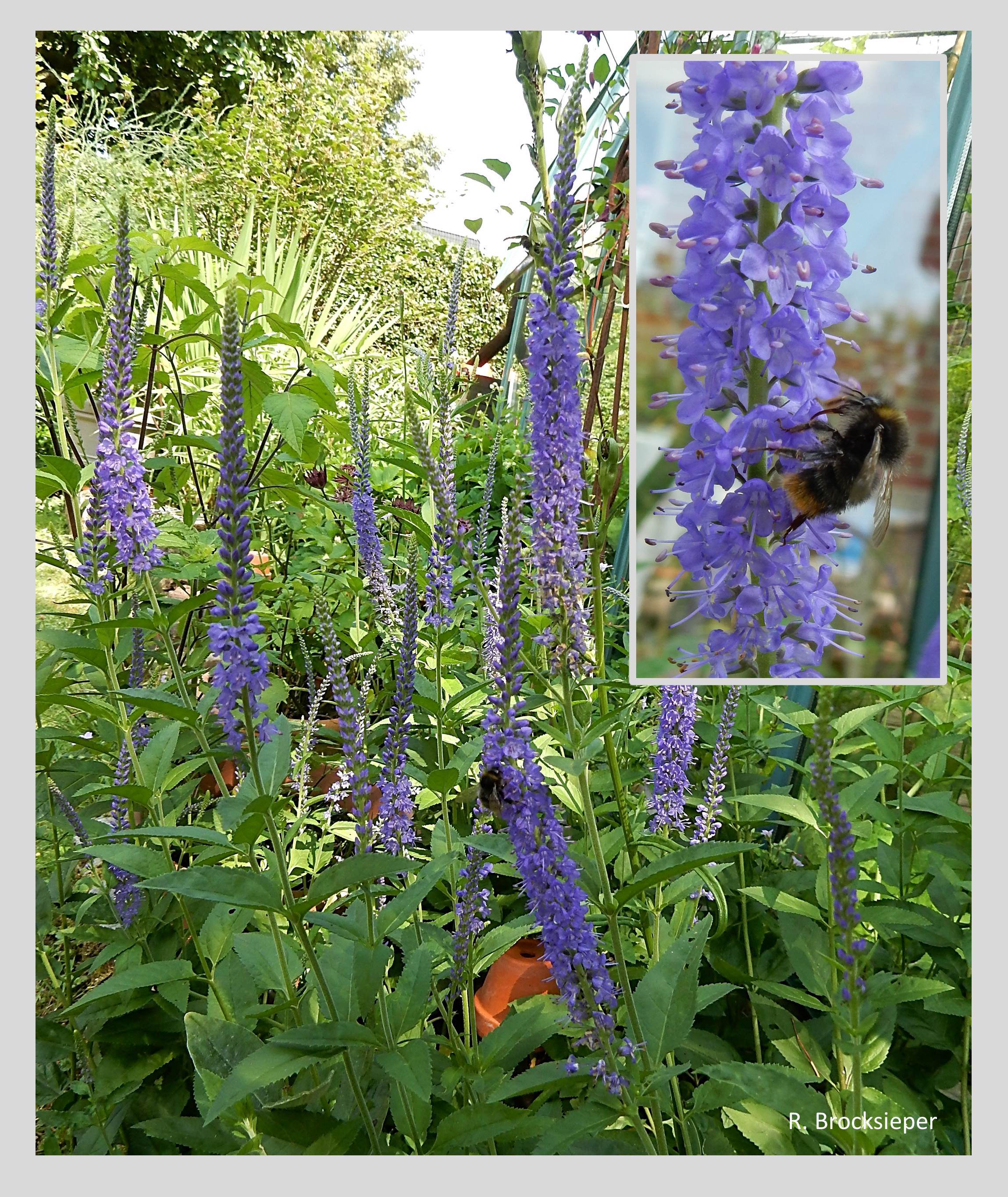 Ehrenpreis (Veronica longifolia) ist ein Spätblüher unter den Ehrenpreis-Arten. Im Juli / August erfreut es Insekten mit Nektar und Pollen und sollte in keinem naturnahen Garten fehlen (kleines Bild Wiesenhummel). 