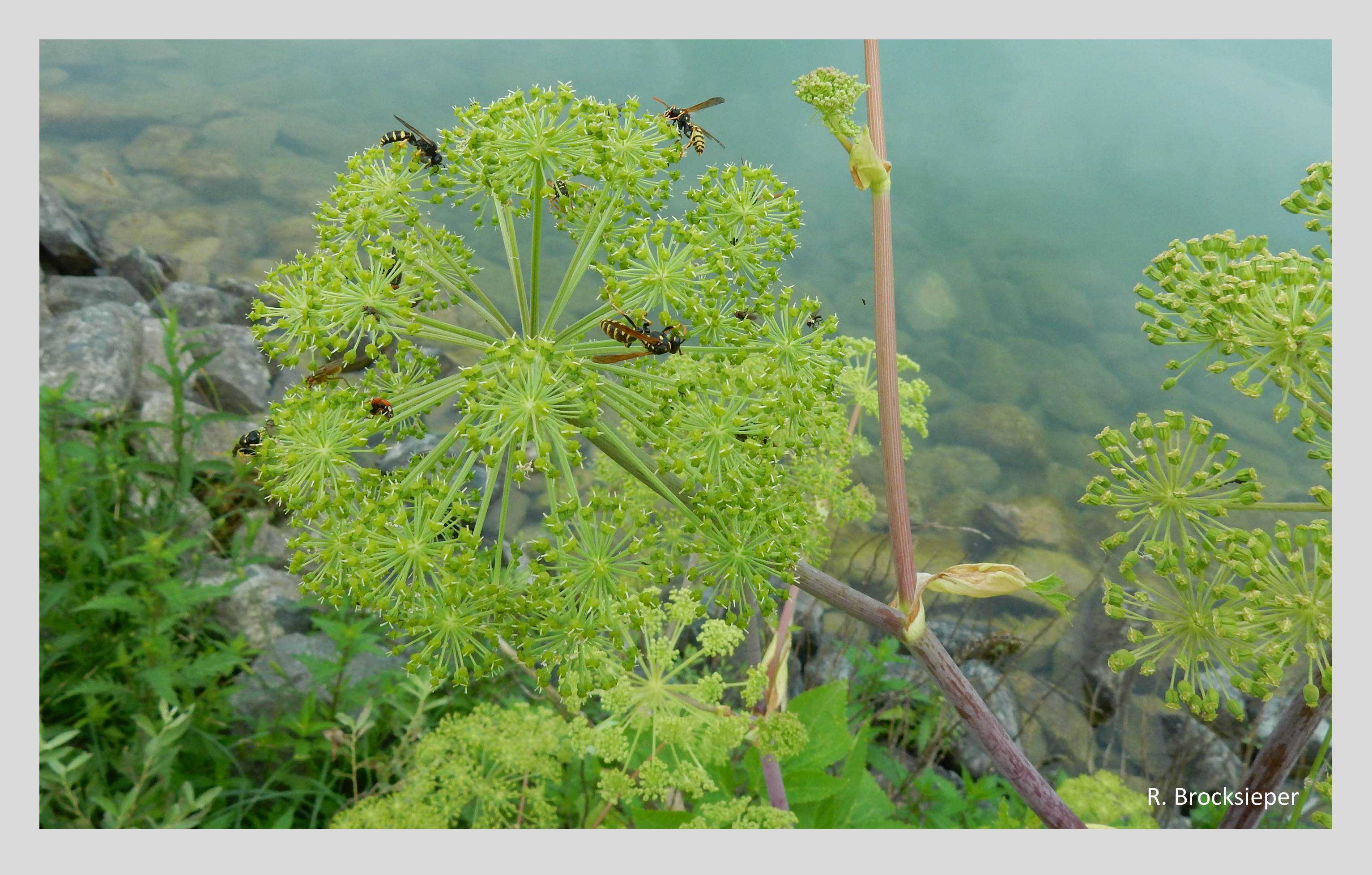 Die Erz-Engelwurz (Angelica archangelica) ist eine stattliche Pflanze aus der Familie der Doldengewächse, die einen feuchten, nährstoffreichen Standort liebt. Dort treibt sie reichlich Blütendolden, die ganz besonders von kleinen Fliegen und Schlupfwespen beflogen werden. Die Wildpflanze ist auch im Ziergarten für viele Wochen ein Blickfang.