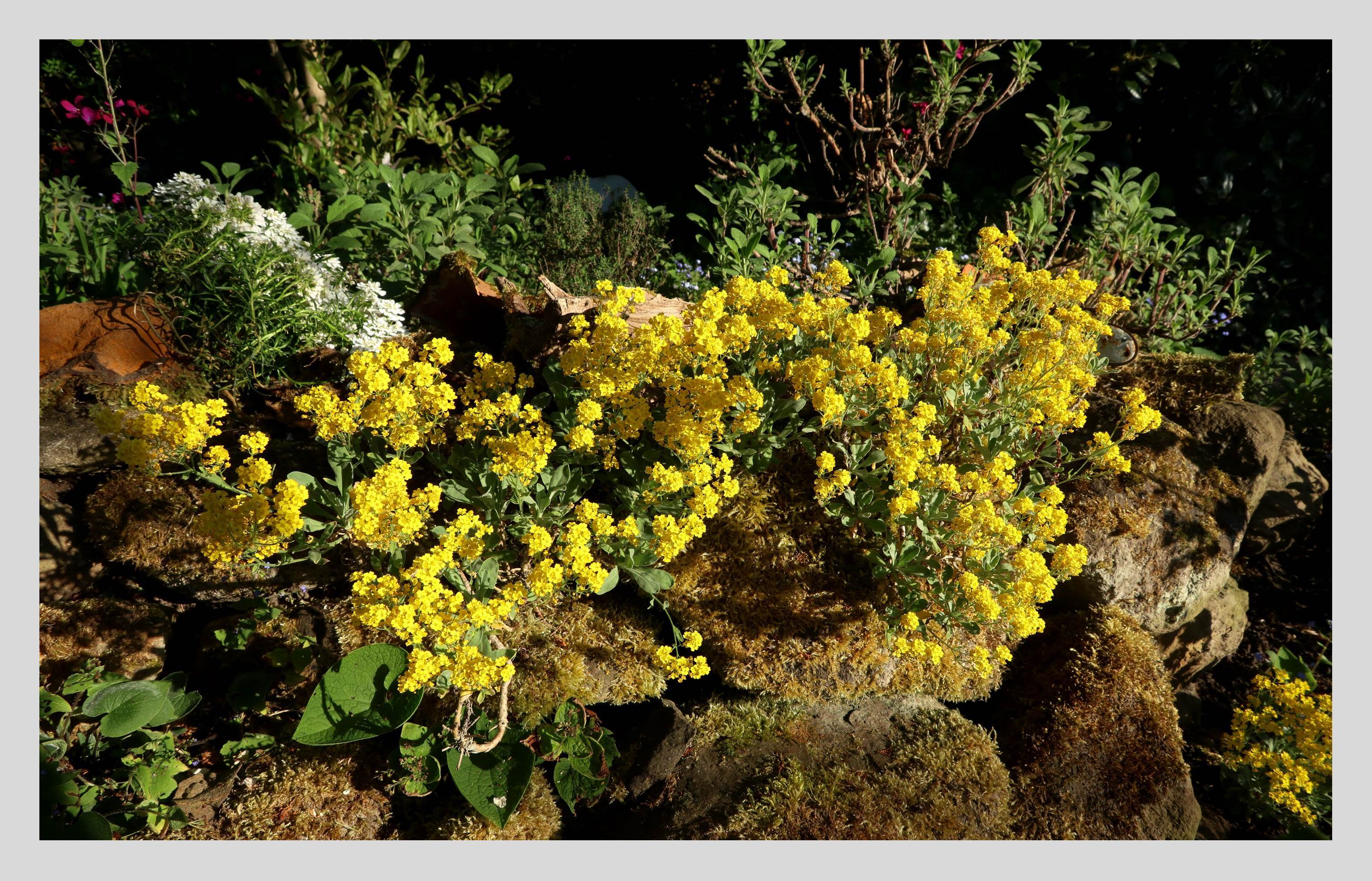 Die leuchtend gelben Blüten des Fingerkrautes (Potentilla spec.), ein Rosengewächs, werden gern von Honigbienen und Wildbienen angeflogen. Fingerkraut wird auch als Heilpflanze bei Magen- und Darmbeschwerden als Tee, Schnaps oder Likör verwendet. 
