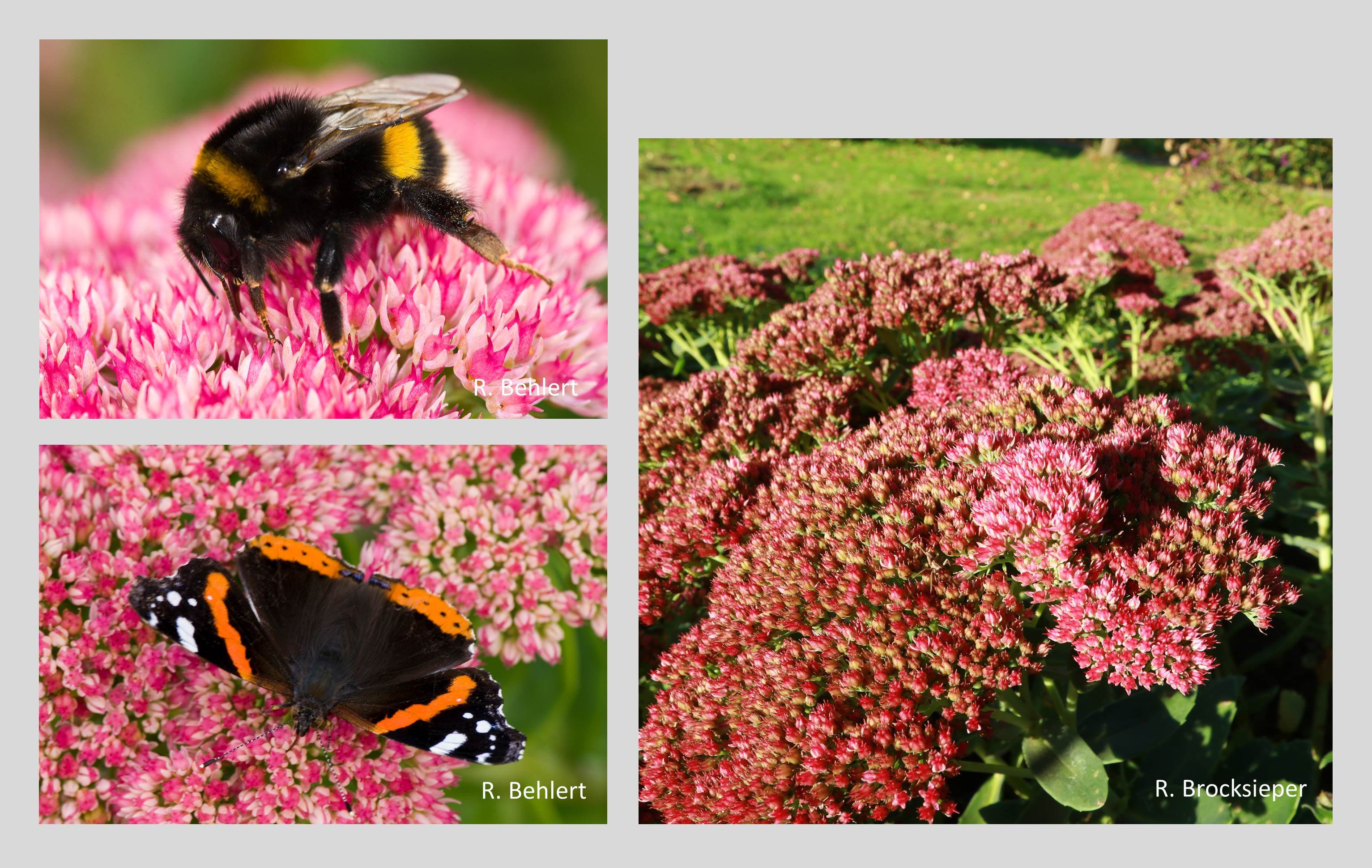 Die genügsamen Fetthennen (Sedum spec.) gedeihen auf mageren, steinigen Schotterböden sowohl in der Landschaft als auch in Gärten, auf Verkehrsinseln und begrünten Dächern. Wegen ihrer fleischigen Blätter benötigen sie nur wenig Feuchtigkeit, ihre roten, weißen und gelben Blüten werden intensiv von Insekten besucht. Hier mit Erdhummel und Admiral.