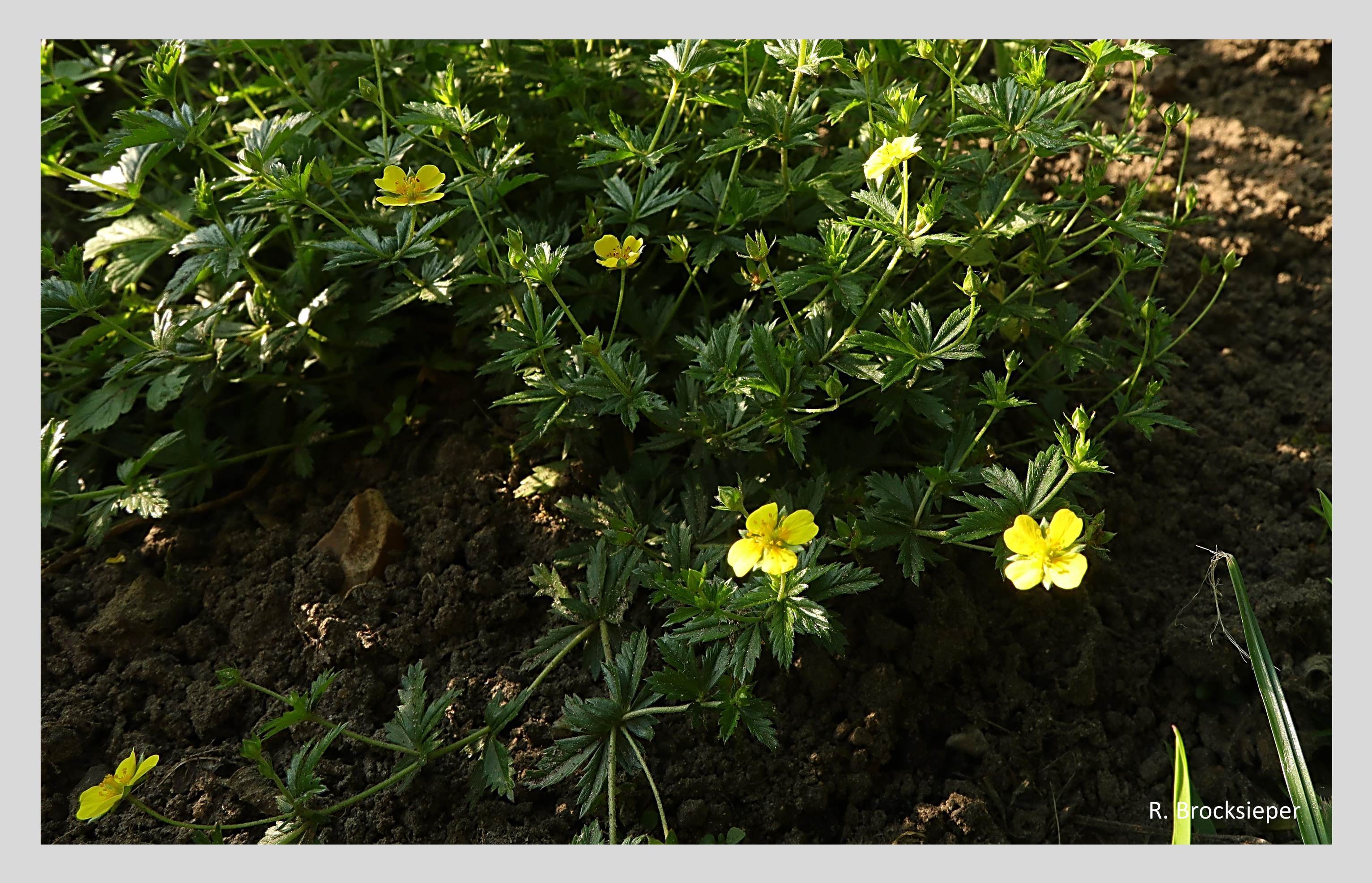 Das leuchtend gelb blühende Felsen-Steinkraut (Alyssum saxatile) ist ein genügsamer Bodendecker im sonnigen Steingarten. Von April bis Mai locken die Blüten zahlreiche Insekten an und sind eine farbenprächtige Bereicherung für jeden Garten. 