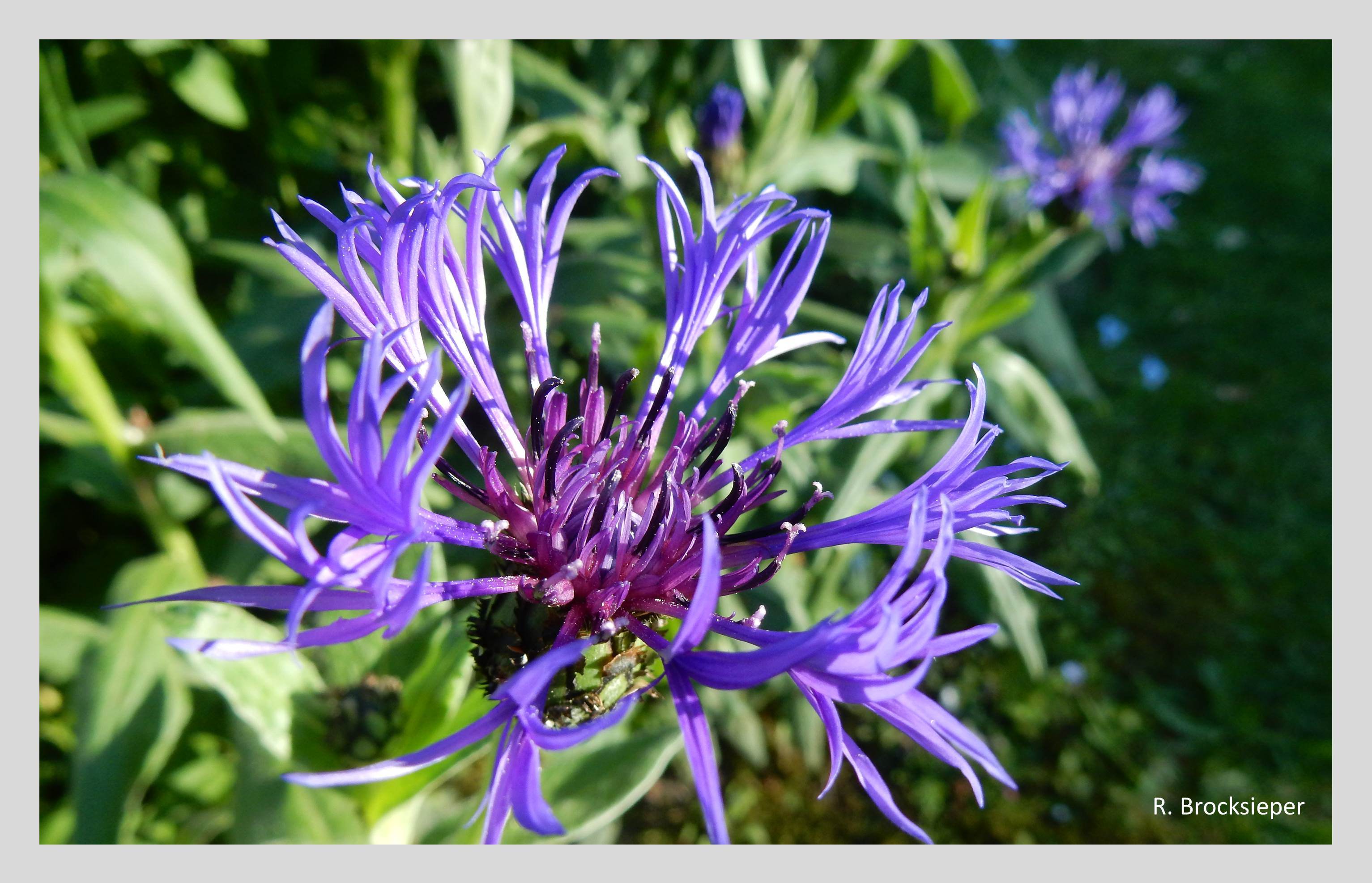 Flockenblumen (Centaurea spec.) sind Nektar- und Pollenspender für alle blütenbesuchenden Insektenarten. Die blaublühende Kulturform (C. montana) wird fälschlicherweise auch als  Kornblume bezeichnet. 