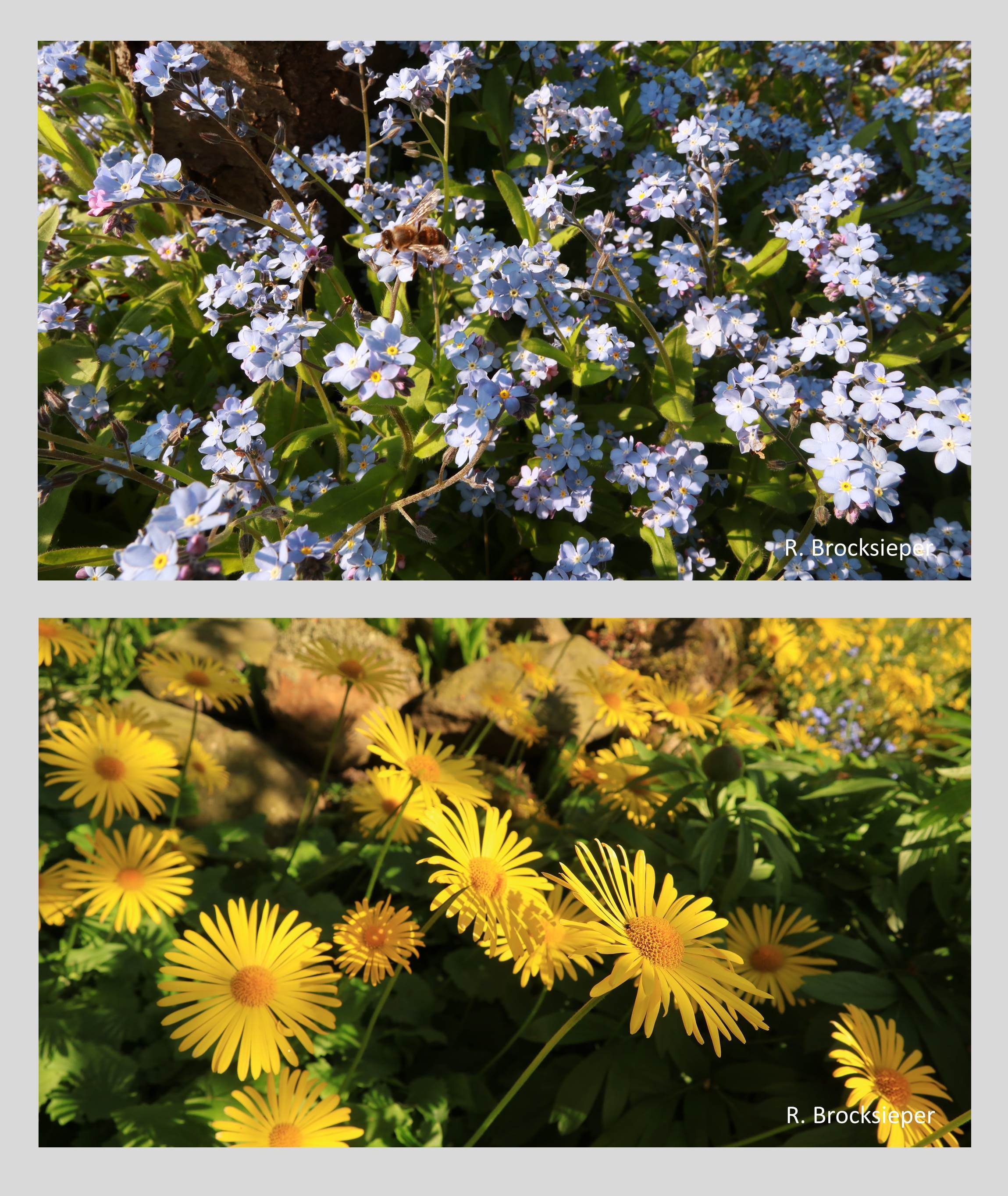 Gämswurz (Doronicum spec.) und Vergissmeinnicht (Myosotis spec.) blühen zur gleichen Zeit und tauchen den Garten im Frühling in ein gelb-blaues Blütenmeer. Von Bienen, besonders auch Wildbienen, werden beide Pflanzen beflogen. 