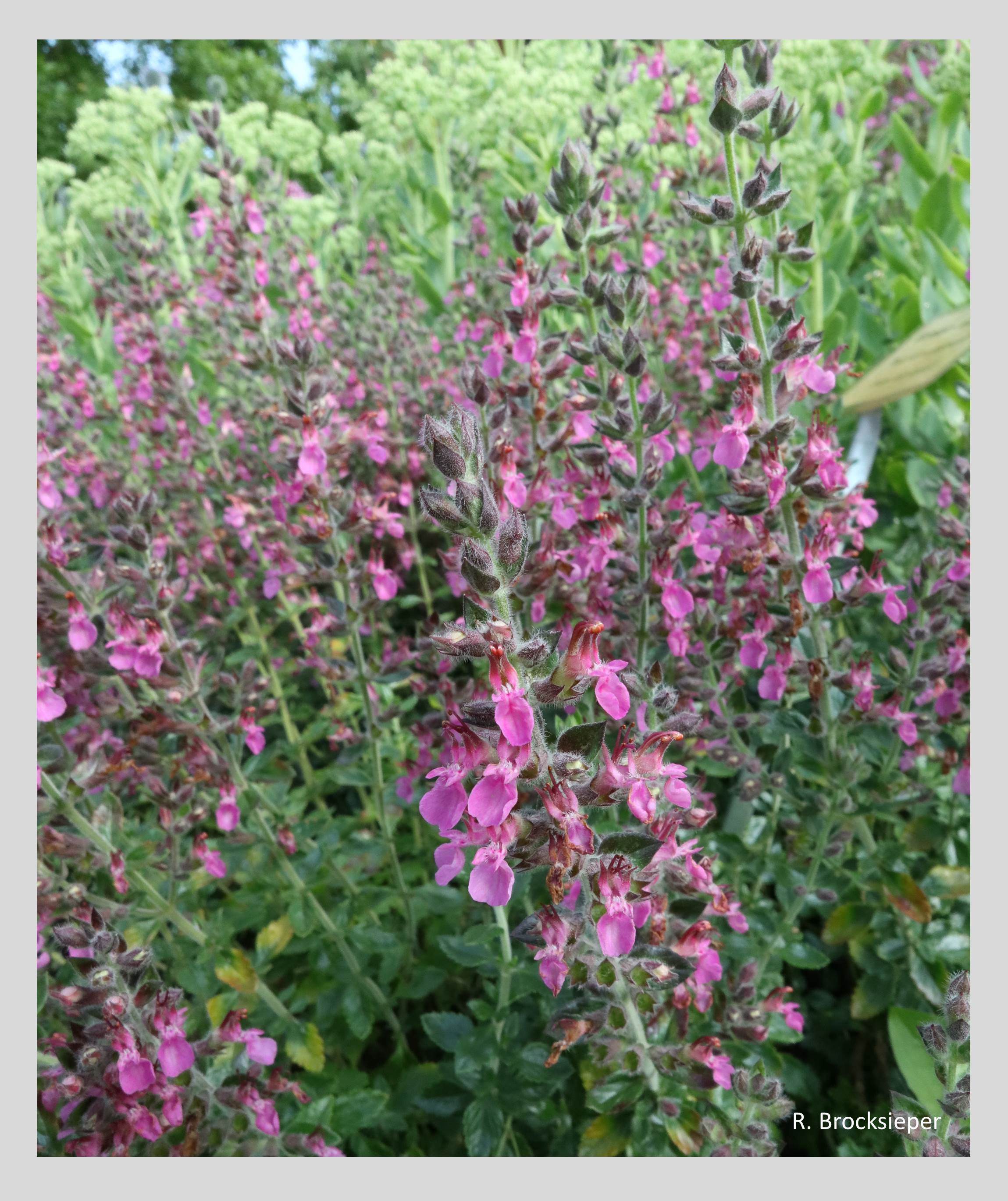 Der Gamander (Teucrium chamaedrys) ist eine pflegeleichte Pflanze für trocken-sonnige Standorte. Er wächst ohne Ausläufer und kann den Buchsbaum für Beeteinfassungen ersetzen, denn Schnitt verträgt er gut und treibt neu aus. Insekten befliegen den Gamander intensiv.