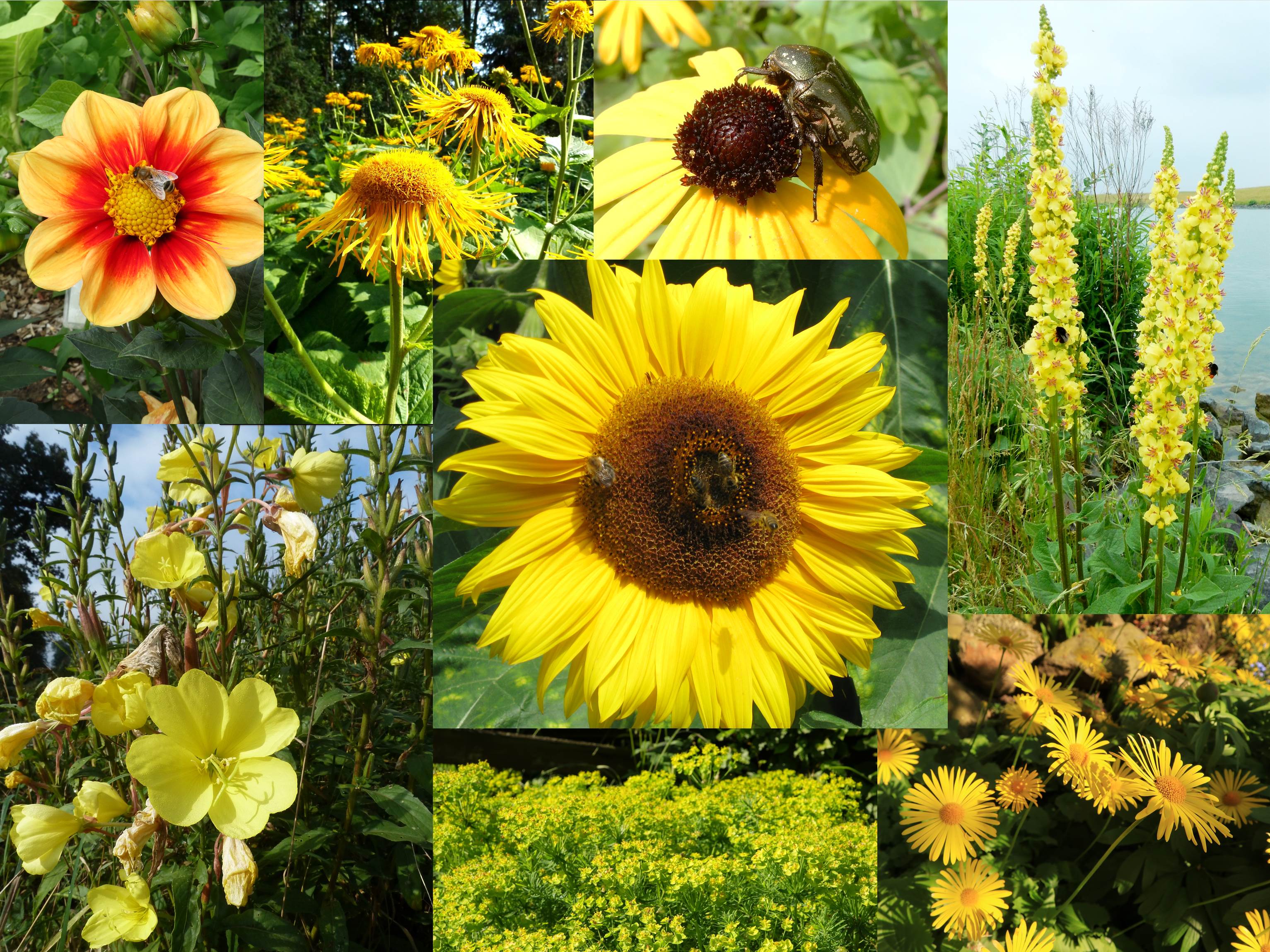 Gelbe Lichtblicke - Collage mit gelb blühenden insektenfreundlichen Pflanzen