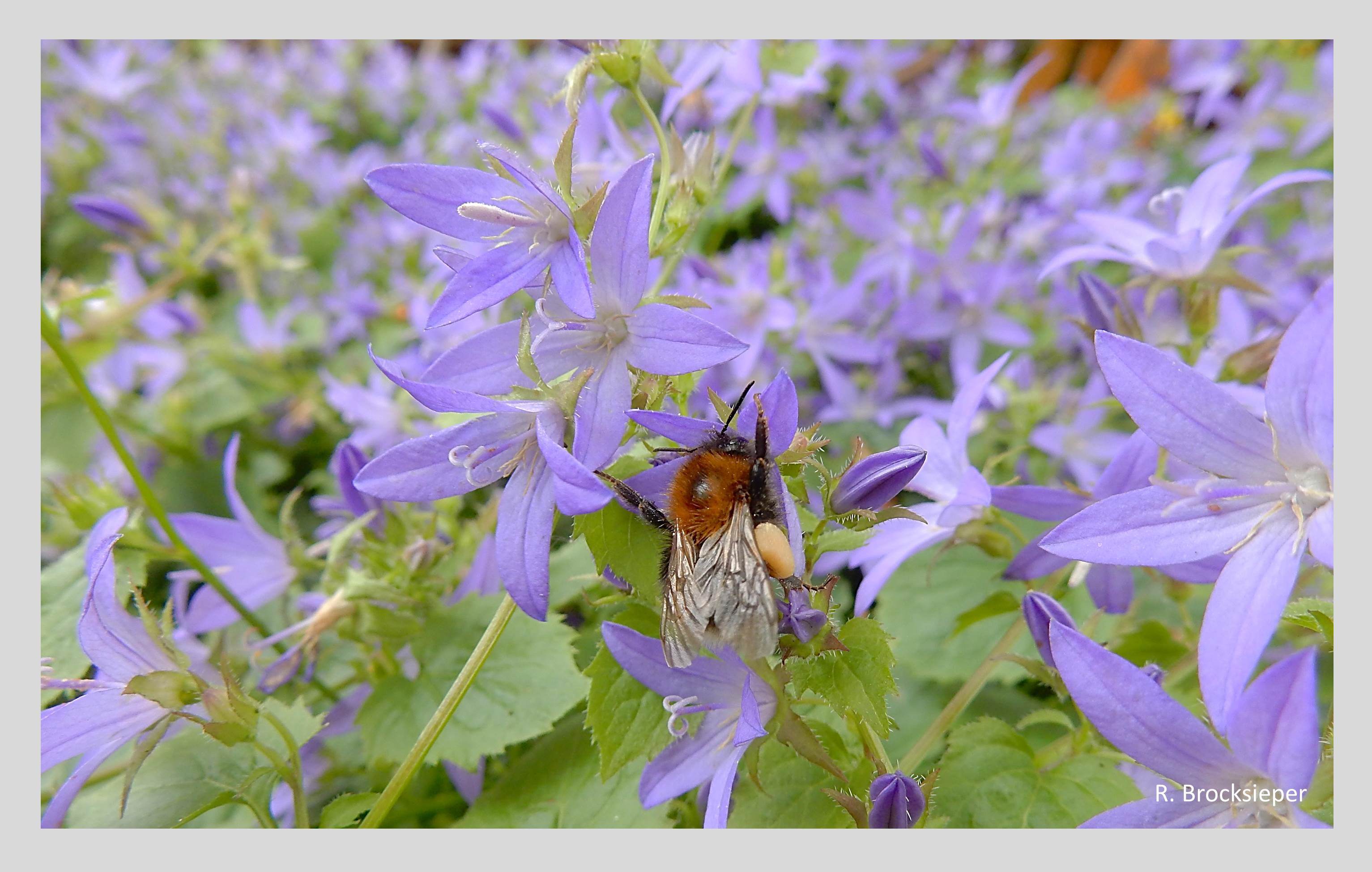Glockenblumen (Campanula spec.) kommen in vielen Arten und an sehr unterschiedlichen Standorten in der Natur vor. Die Kulturformen machen es ihnen nach. Die Hängepolster-Glockenblume überzieht sogar Schattenbereiche mit einem leuchtend blauen Blütenteppich und zieht Bienen und Hummeln in großer Zahl an – auf dem Bild eine Baumhummel.
