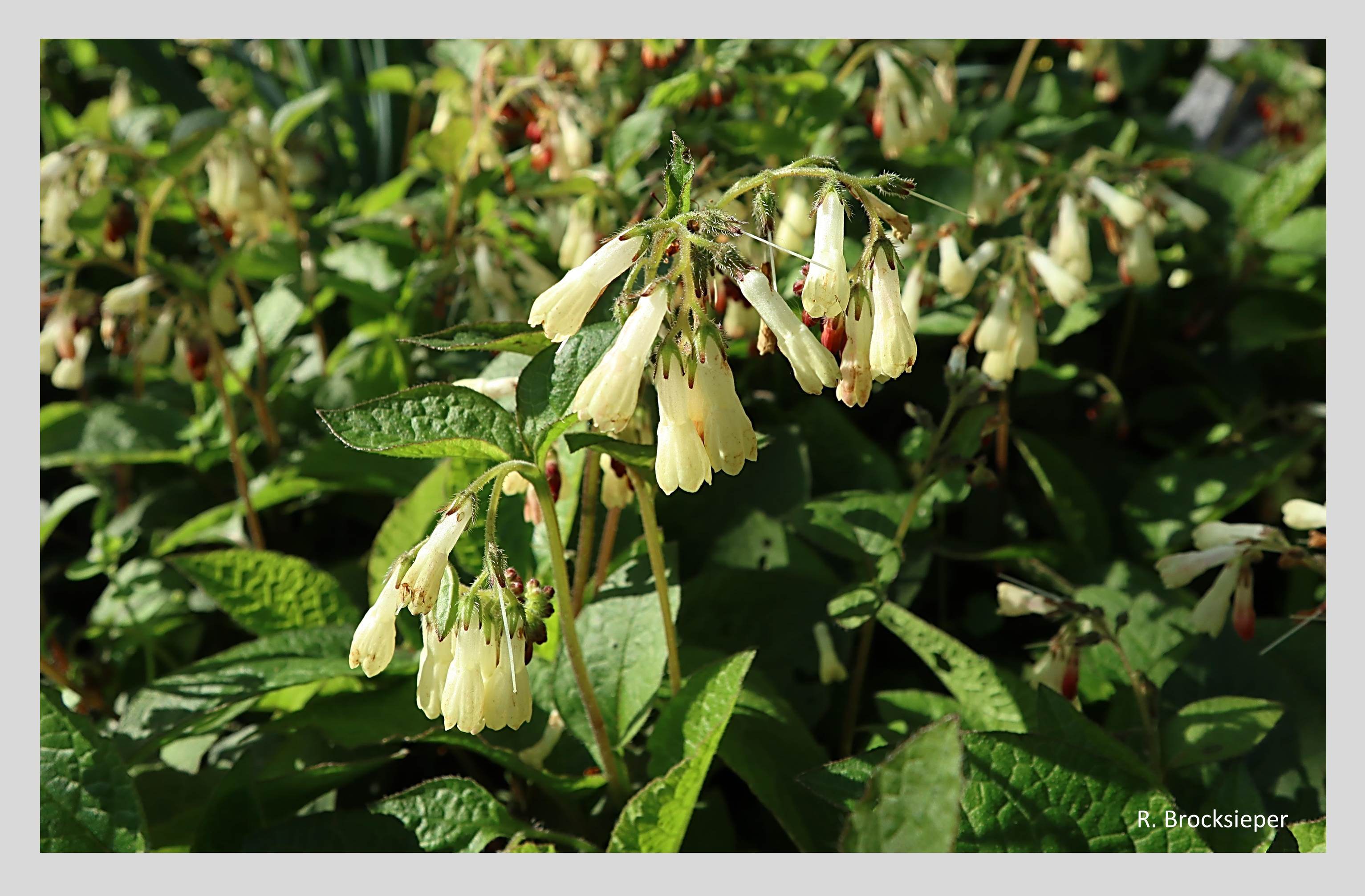 Der Großblütige Beinwell (Symphytum grandiflorum) stammt aus der Kaukasusregion und ist als ausbreitungsfreudiger Bodendecker an halbschattigen Standorten im Garten eine gute Bienenweide im Frühjahr.  