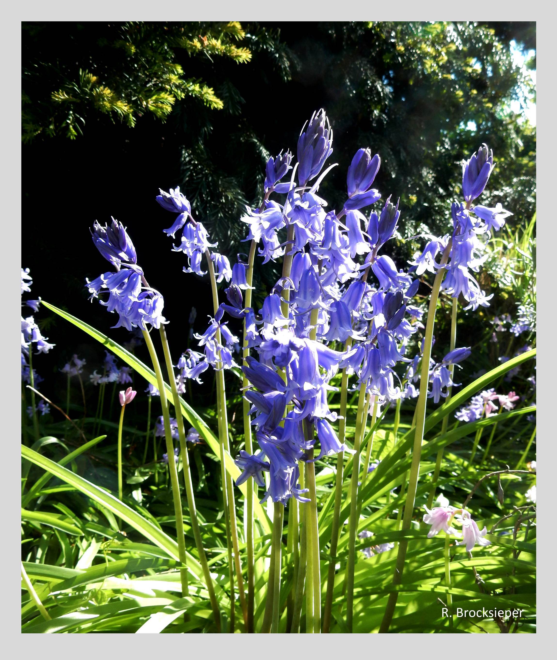 Das Hasenglöckchen (Hyacinthoides non-scripta) bildet durch Brutzwiebeln und Aussamen dichtrasige Bestände in Sonne und Halbschatten, auch unter Gehölzen. Es blüht im April / Mai in blau,  rosa oder weiß und wird von Insekten beflogen.