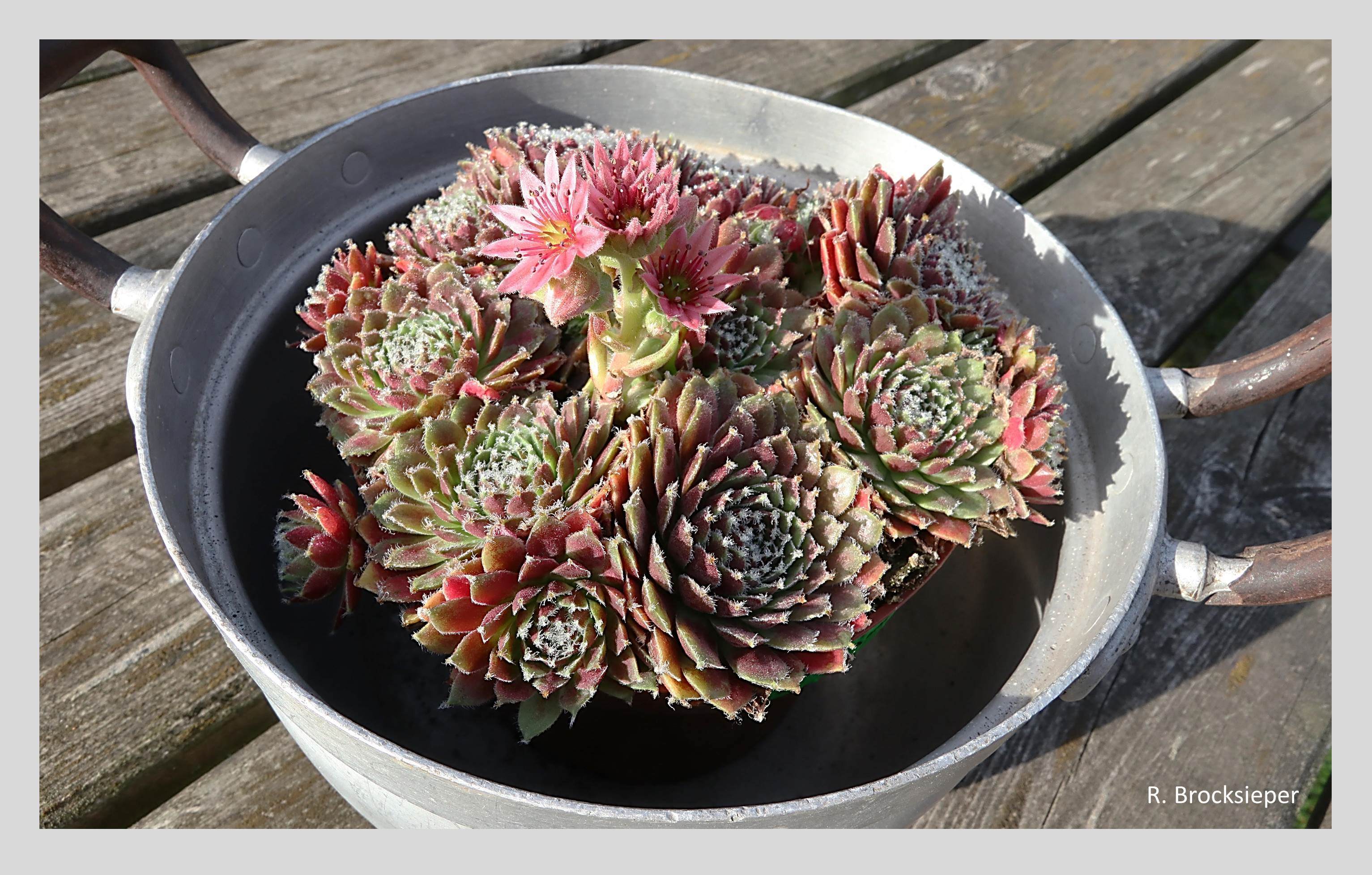 Auf durchlässigen, steinigen Böden, auf Mauerkronen und Steinen wächst die Hauswurz (Sempervivum spec.) in vielen Arten und Hybriden. Ihre rosafarbenen Blüten erfreuen die Insekten ab  Juli. Im alten Volksglauben wuchs sie auf dem Dach, um Haus und Bewohner vor Blitz und Donner zu schützen und Glück zu bringen.