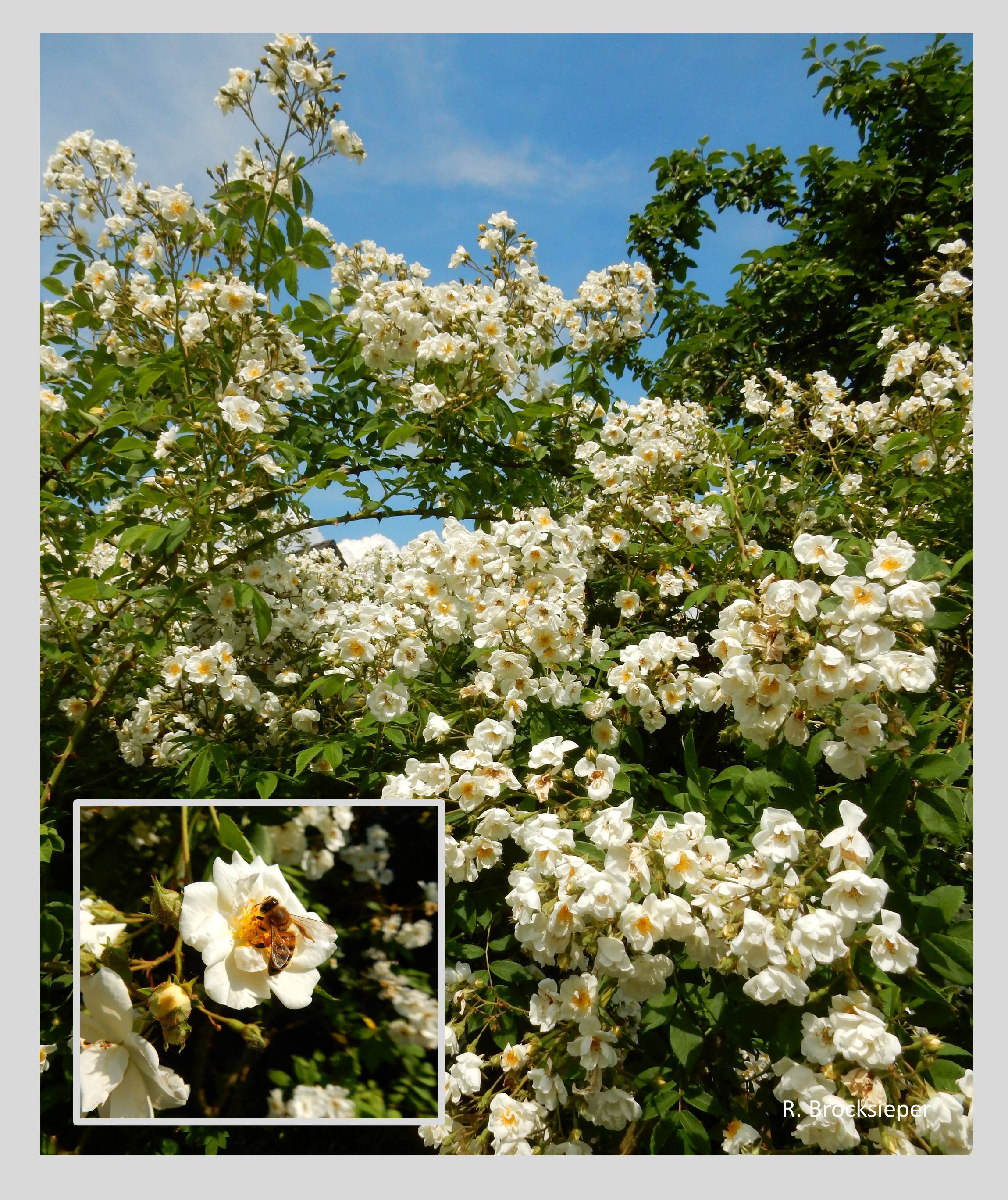 Heckenrosenarten und ungefüllte Rosen sorgen nach der Obstbaumblüte dafür, dass der Tisch auch weiterhin für Insekten, v. a. Bienen und Hummeln, gedeckt bleibt. Die weiße Ramblerrose, Sorte Seagull beispielsweise, ist während der Blüte ein duftendes Bienenparadies.