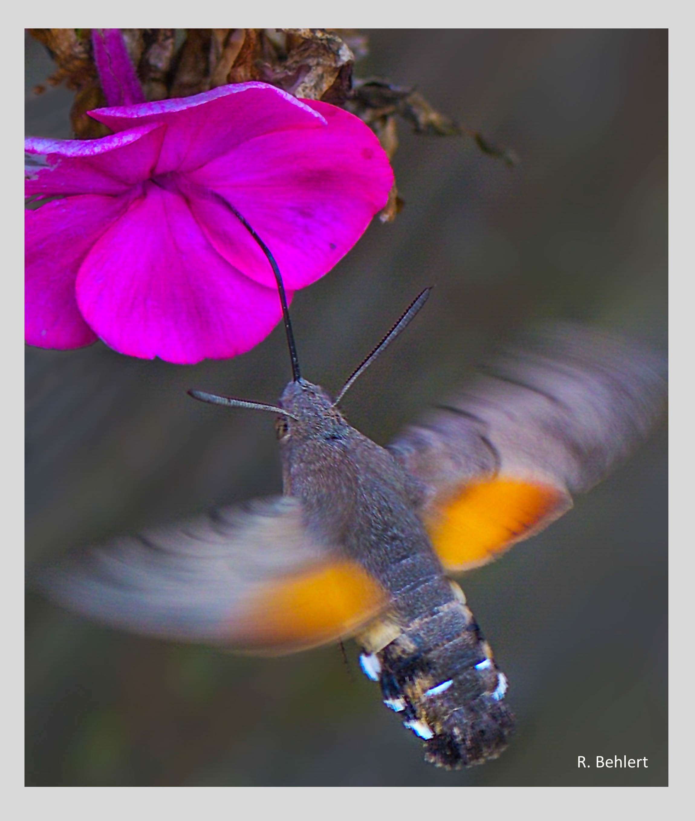 Der Hohe Phlox (Phlox paniculata) blüht von Juni bis September in viel-en Farben und Wuchshöhen. Sein Duft zieht Insekten magisch an. Das Taubenschwänzchen, ein Schwärmer unter den Schmetterlingen, saugt mit seinem 3 cm langen Rüssel Nektar aus der langen Blütenröhre. 