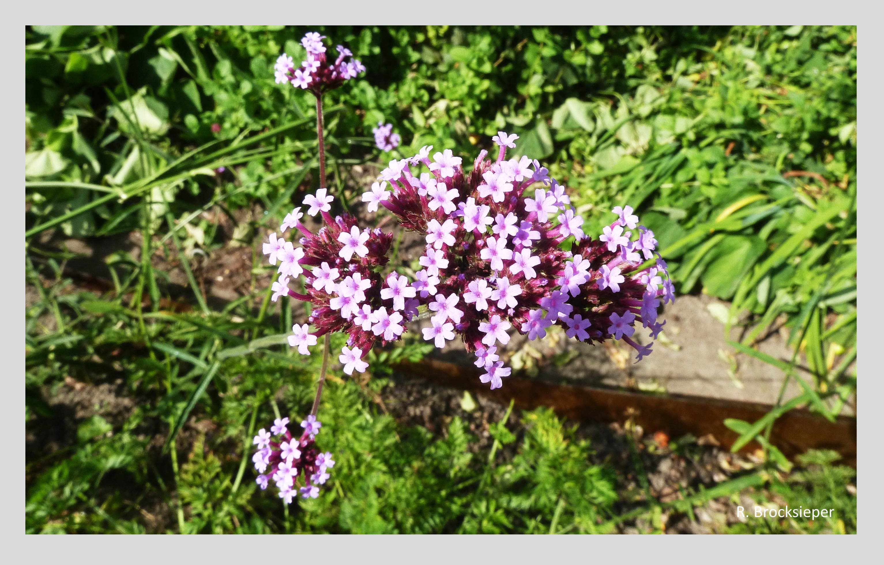 Das Hohe Eisenkraut (Verbena bonariensis) ist ein einjähriger Dauerblüher (Juli – Oktober), der mit seiner imposanten Wuchshöhe von 100 – 150 cm über den anderen Stauden zu schweben scheint. Wildbienen und Schmetterlinge fliegen drauf. Die Pflanze ist nicht winterhart, samt aber aus, so dass sie über Jahre im Garten bleibt.