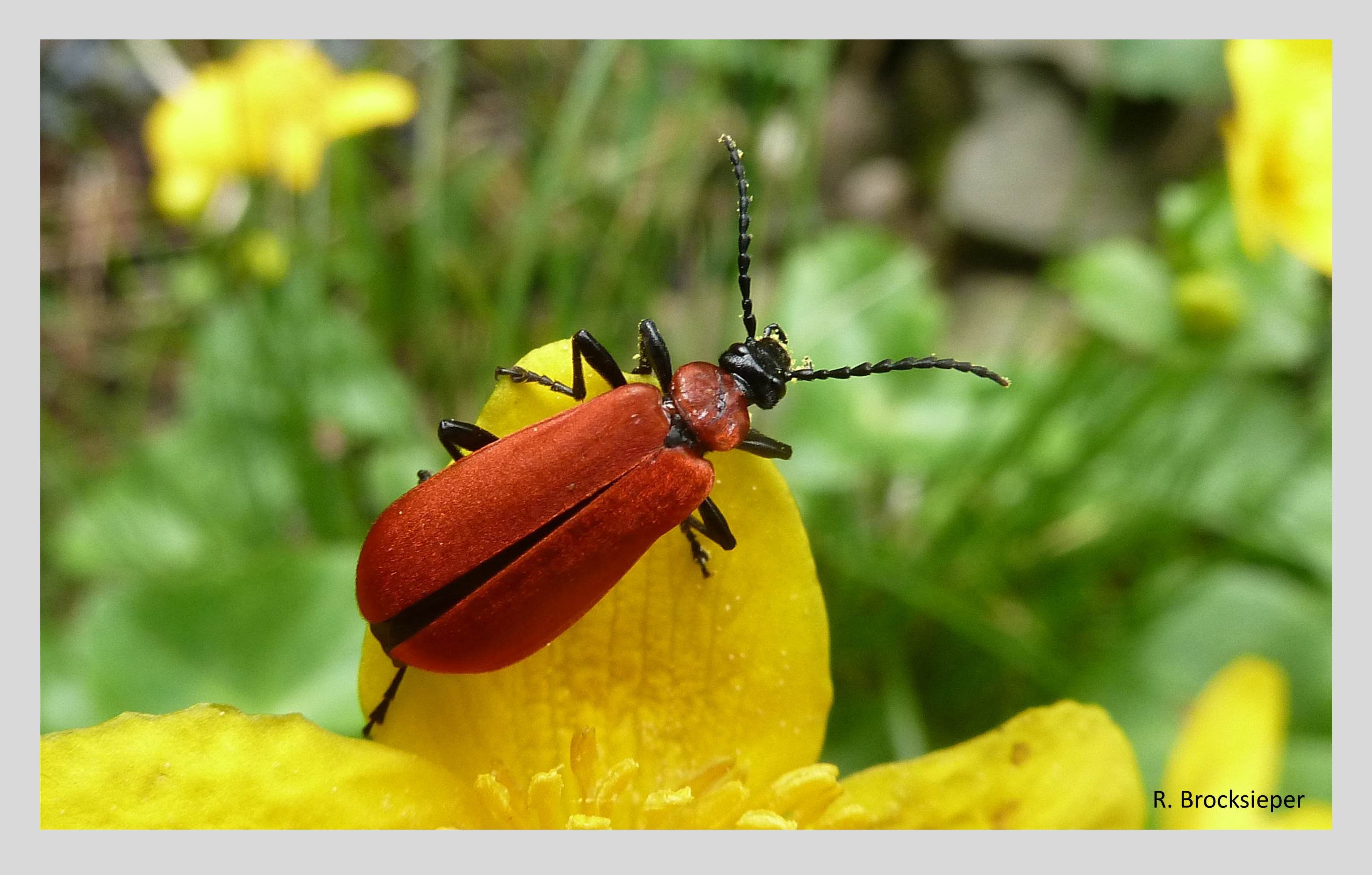 Das Johanniskraut (Hypericum perforatum) wächst in der Natur, ist aber auch in Blumenbeeten schön anzusehen. Die Blüten produzieren mehr Pollen als für die Bestäubung notwendig wäre. Sie werden deshalb gern von Insekten besucht – hier ein leuchtender Feuerkäfer.