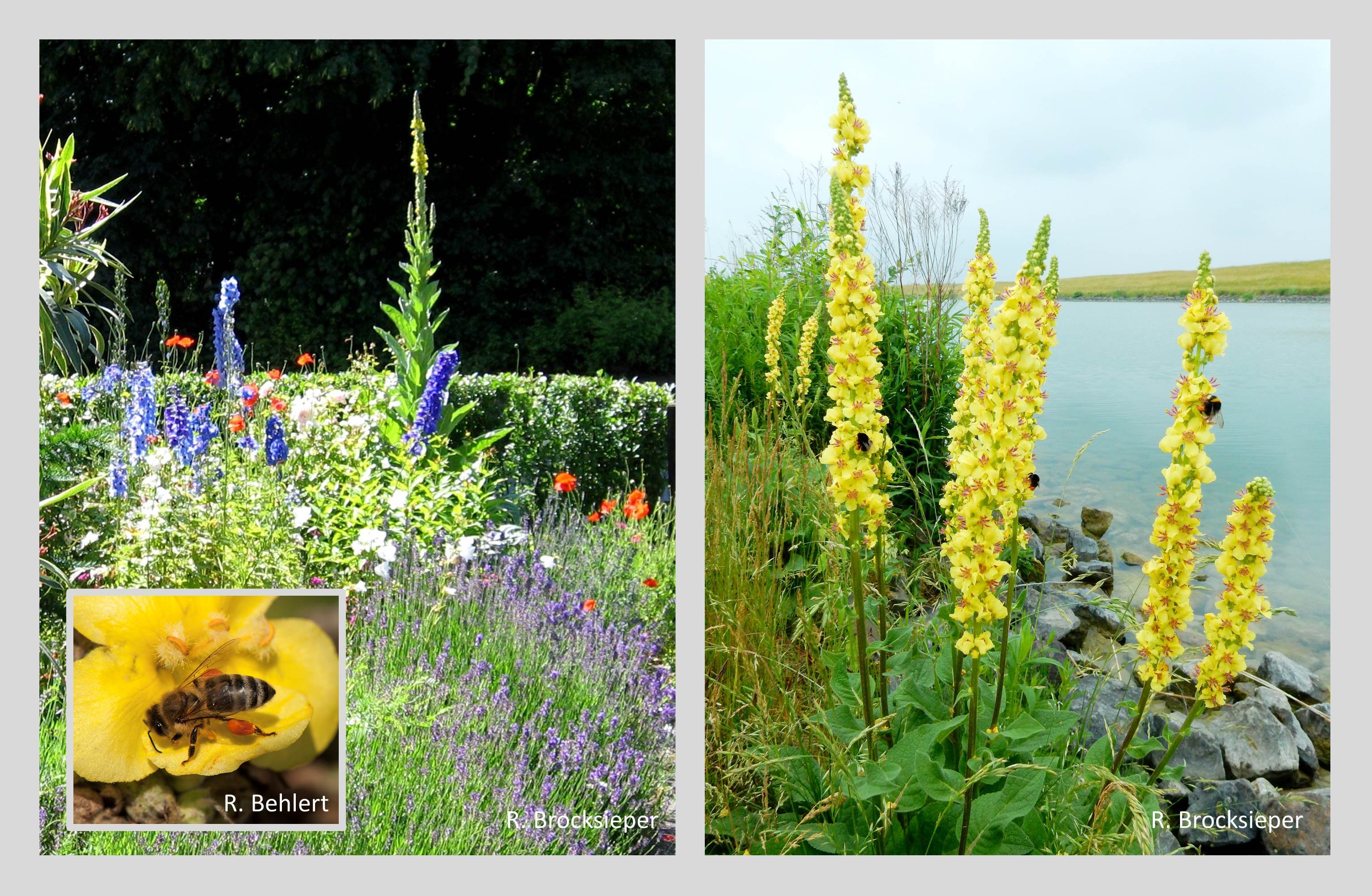 Königskerzen (Verbascum spec.) lassen sich wunderbar in ein Staudenbeet integrieren. Von Insekten werden die leuchtend gelben Blüten viel beflogen. Da der Blütenstand sich nach und nach öffnet, ist die Pflanze eine gute Nektar- und Pollenquelle bis in den Herbst.