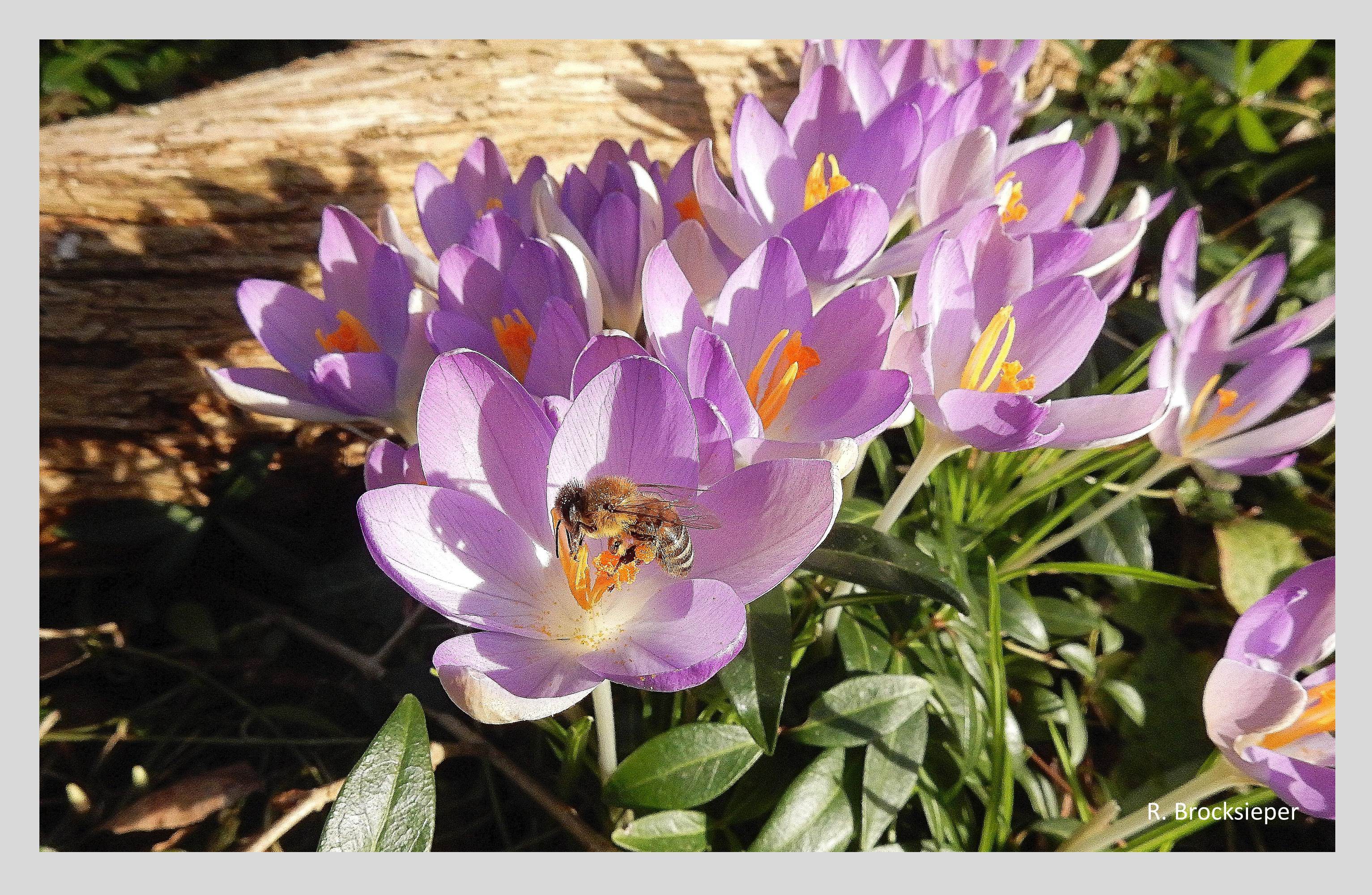 Im Vorfrühling sind Krokusse (Crocus spec.) in unseren Gärten erste Farbtupfer. Über die Jahre breiten sich manche Formen großflächig aus und werden intensiv von Insekten beflogen. 