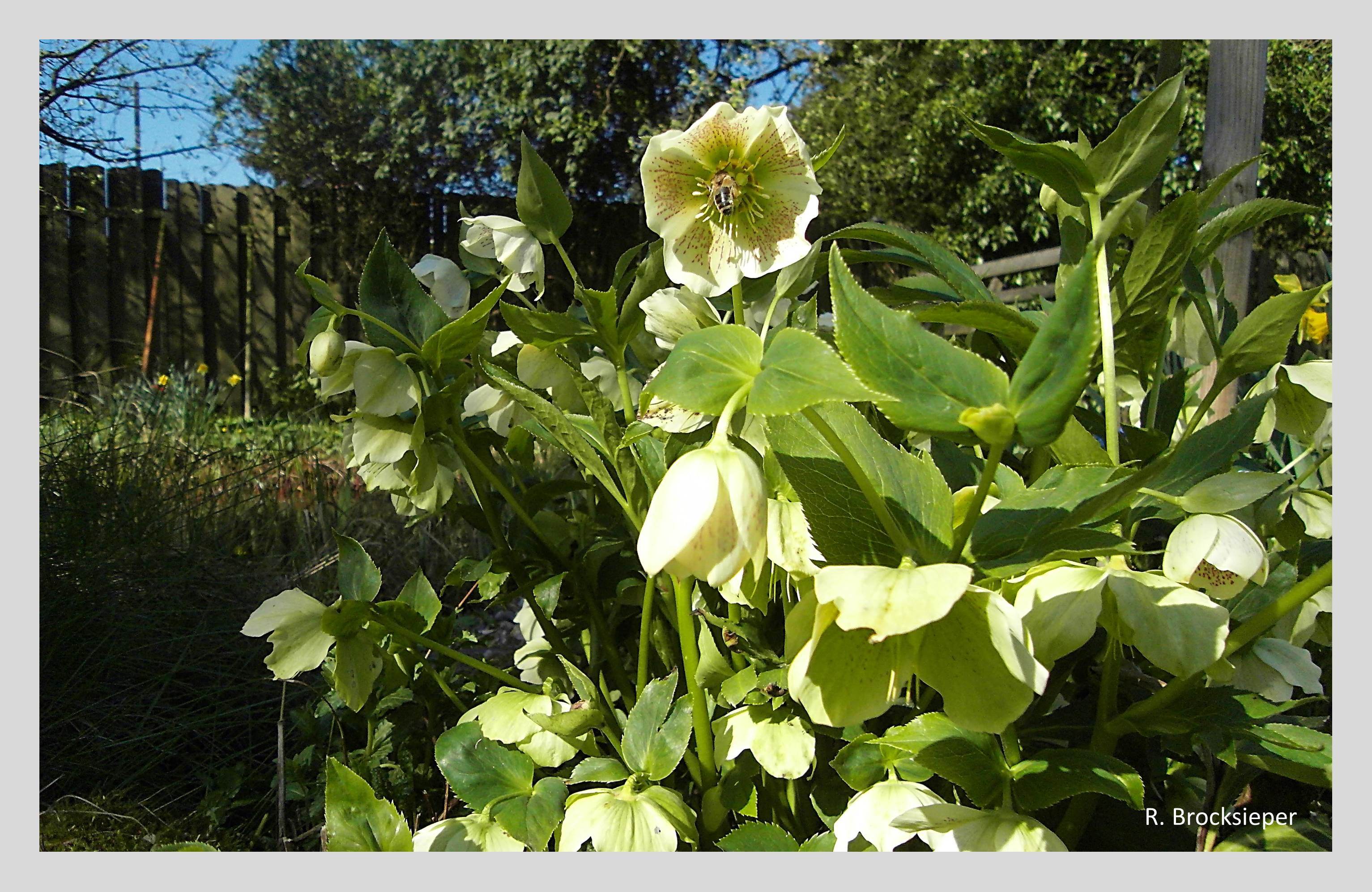 Lenzrose (Helleborus orientalis) – mit Bienenbesuch. Lenzrosen blühen je nach Sorte von Januar bis Mai. Sie sind eng mit den Christrosen verwandt, haben aber eine spätere Blütezeit und sind in verschiedenen Farben erhältlich. 