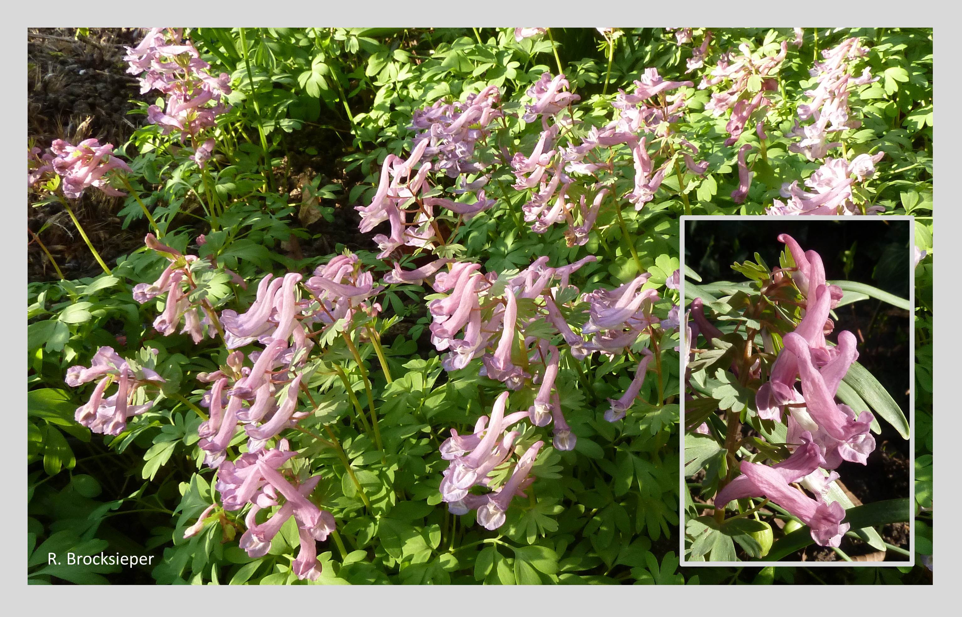 Der Lerchensporn (Corydalis solida) gehört botanisch zu den Mohngewächsen. Er blüht im zeitigen Frühjahr direkt nach den Schneeglöckchen und bildet dann dichte  bodenbedeckende Bestände. Der Blütensporn führt reichlich Nektar und lockt vor allem langrüsselige Insekten an. Ameisen tragen zur Samenverbreitung bei. 