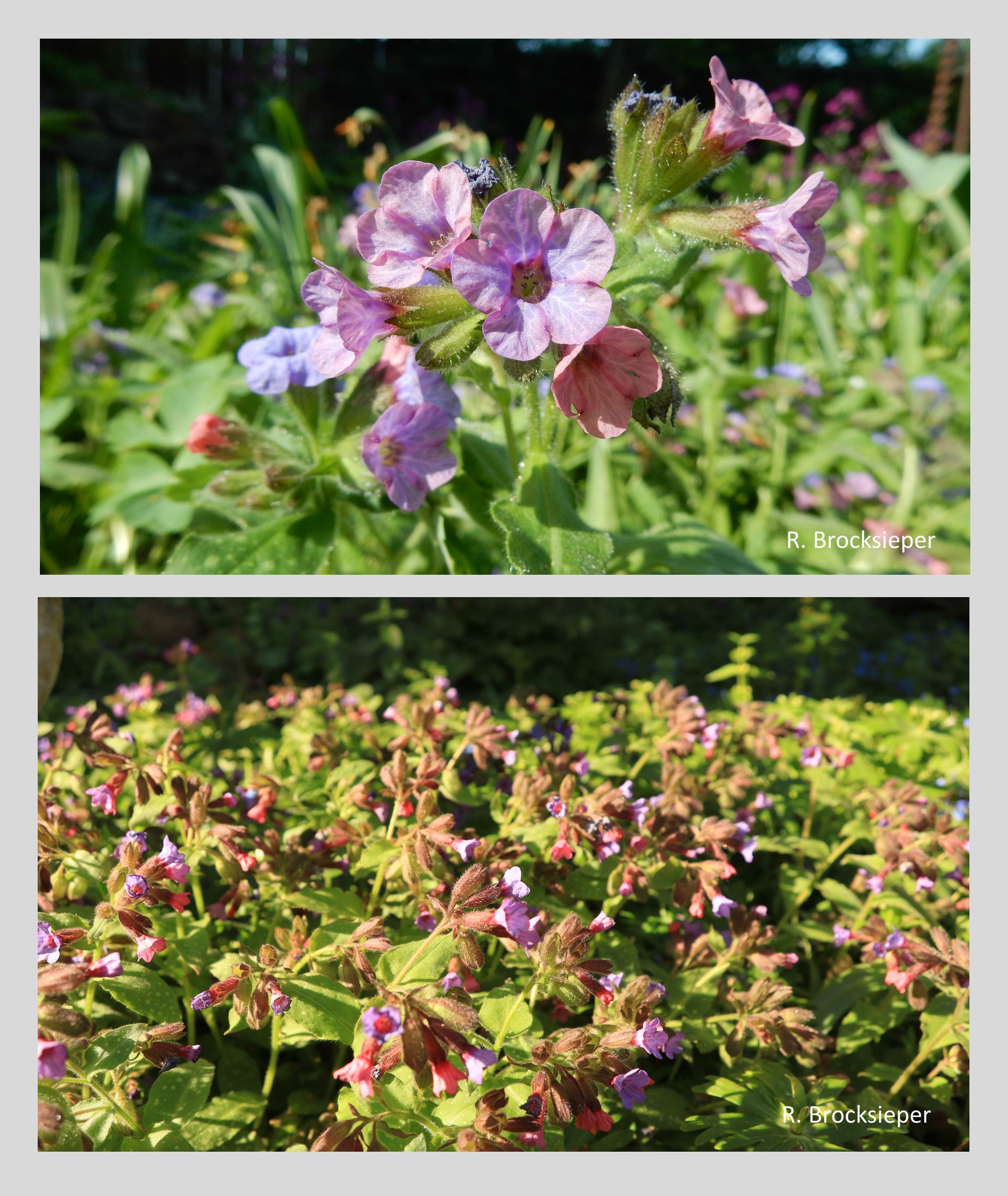 Das heimische Gefleckte Lungenkraut (Pulmonaria officinalis) blüht im Frühjahr in der Krautschicht unserer Wälder, ist aber auch eine beliebte Gartenpflanze. Ebenso beliebt ist es bei Bienen, Wildbienen, Hummeln und dem Zitronenfalter.