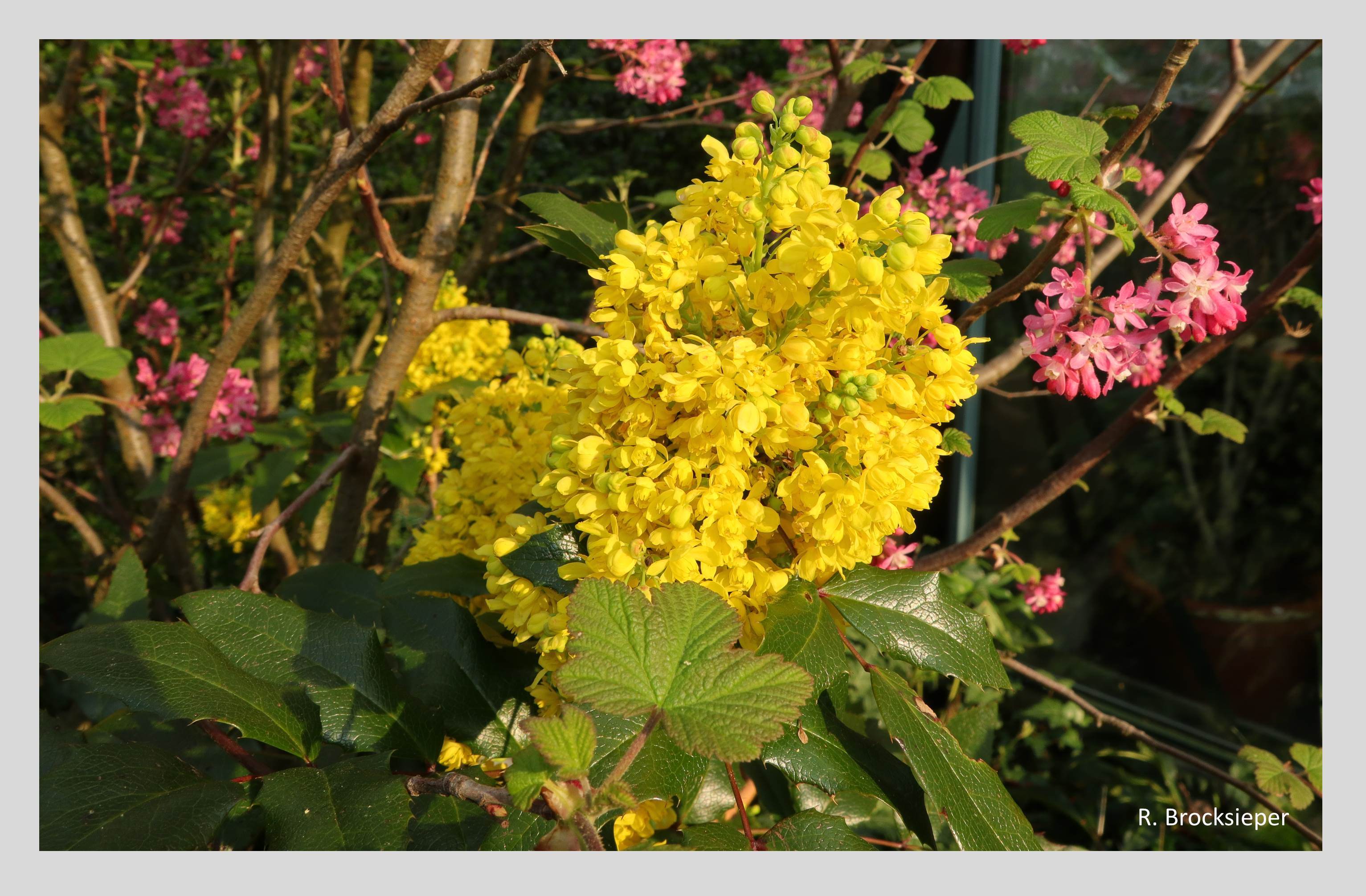 Die Mahonie (Mahonia aquifolium) ist ein anspruchsloser, immergrüner Strauch, der uns schon früh im Jahr mit seinen leuchtend gelben Blütenständen erfreut. Wild- und Honigbienen sowie Hummeln sammeln daran reichlich Nektar und Pollen. 