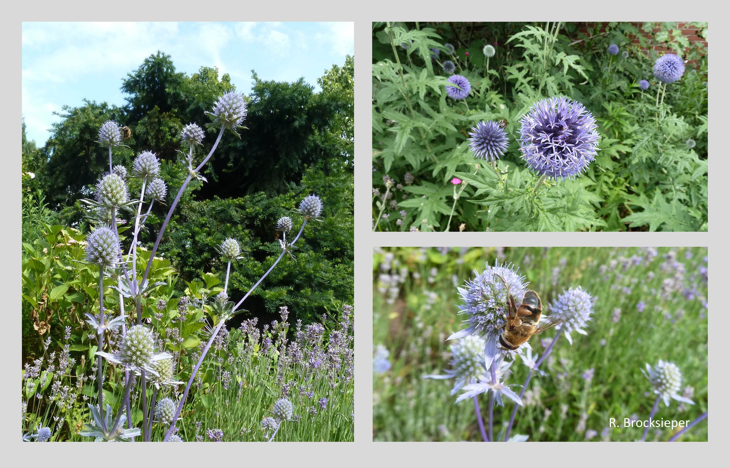 Mannstreu-Arten (Eryngium spec.) und Kugeldisteln (Echinops spec.) sind wie alle distelähnlichen Pflanzen während der Blüte ein Schlaraffenland für Bienen, Hummeln, Wespen und Schmetterlinge. Im Herbst werden die Samen gern von Vögeln gefressen – der Distelfink hat hierdurch seinen Namen erhalten.