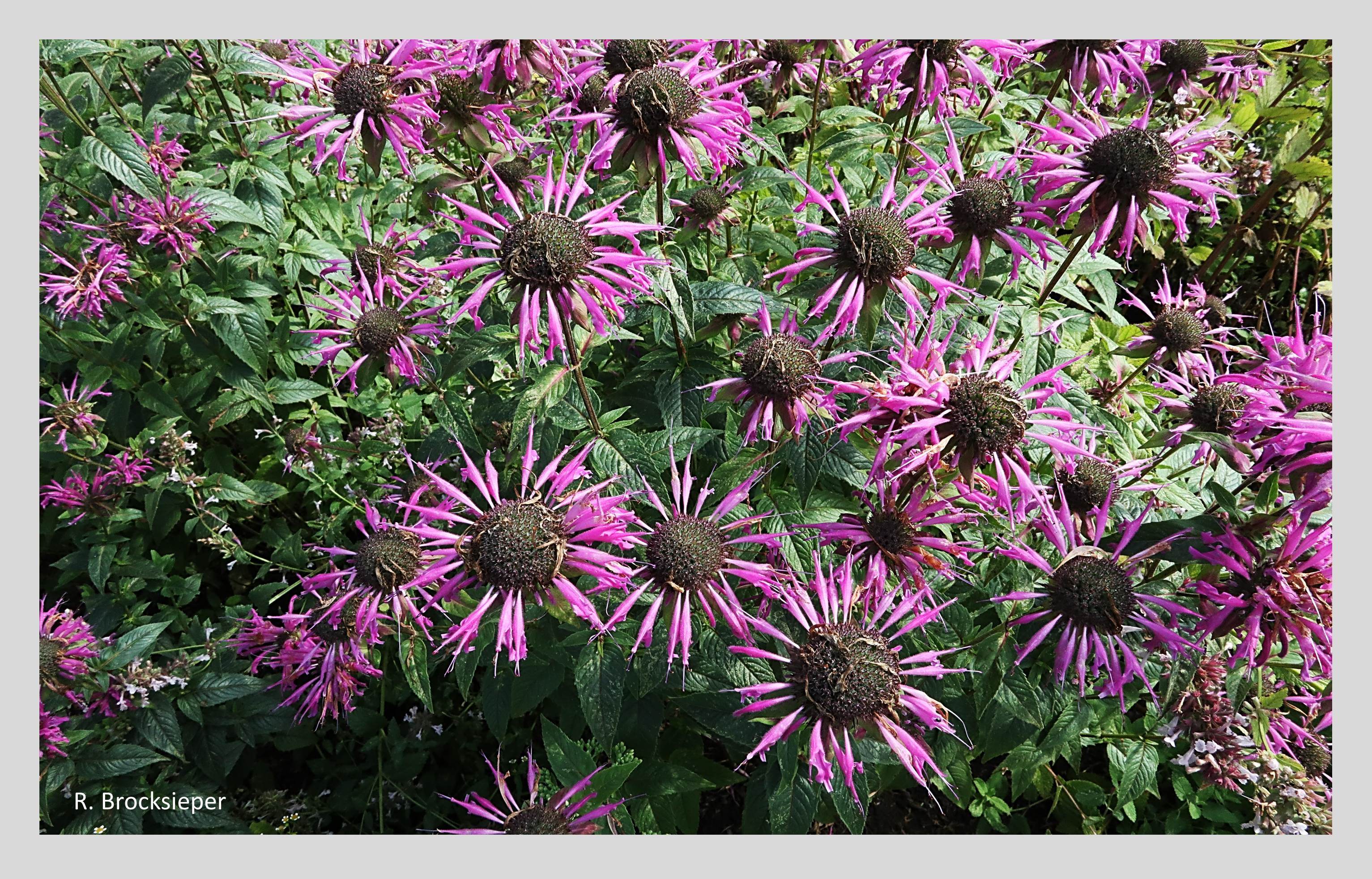 Als „Bienenbalsam“ werden Monarden oder Indianernesseln (Monarda spec.) auch bezeichnet, weil sie von Insekten zahlreich beflogen werden. Sorten in vielen Farben können wunderschön kombiniert und auch als Heilpflanzen genutzt werden. Monarden brauchen einen sonnigen, nährstoffreichen Standort.