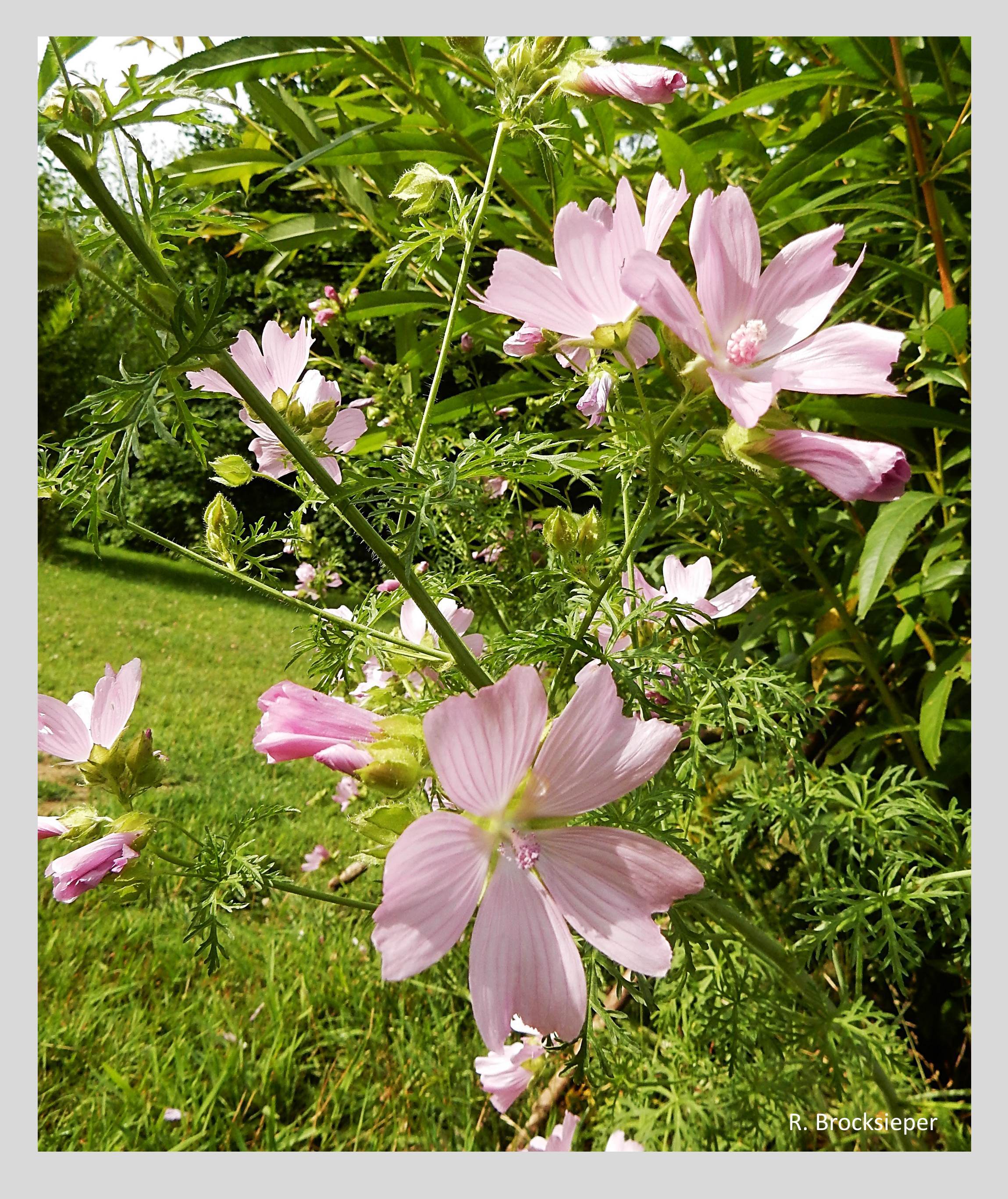 Moschusmalve (Malva moschata)  und Wilde Malve (Malva sylvestris) sind auch für jeden Garten eine Zierde. Die verwandten Stockrosen (Alcea spec.) sind mit einfachen Blüten genauso wertvoll für Insekten. Dank ihrer Pfahlwurzeln sind sie auch für trockene Orte geeignet. 