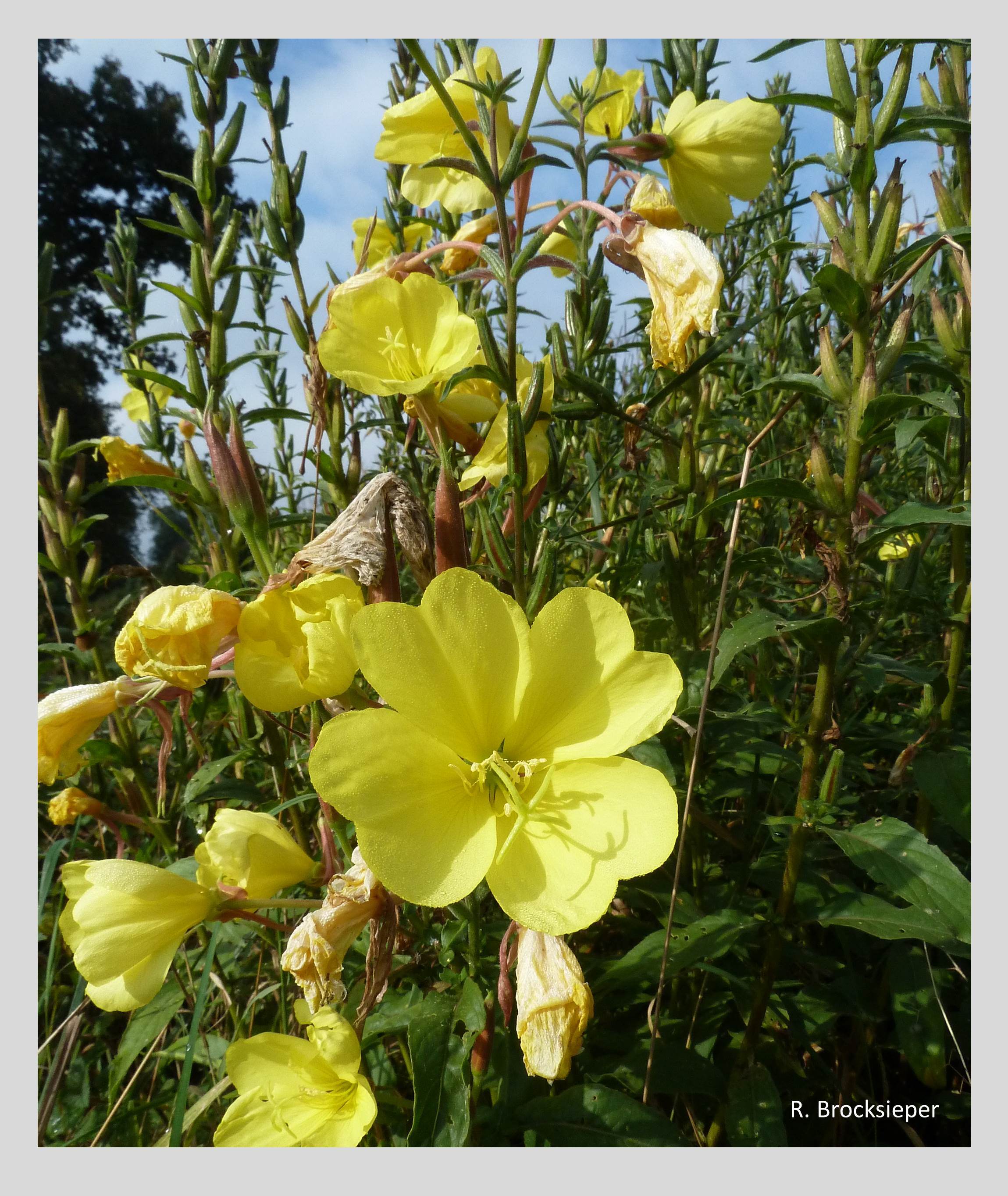 Aus Nordamerika stammt die Nachtkerze (Oenothera spec.), die inzwischen in ganz Europa als Neophyt verwildert ist. Die großen, leuchtenden Blüten öffnen sich zum Abend und werden von Nachtfaltern beflogen, am Tage auch von Bienen, Hummeln und Schmetterlingen.