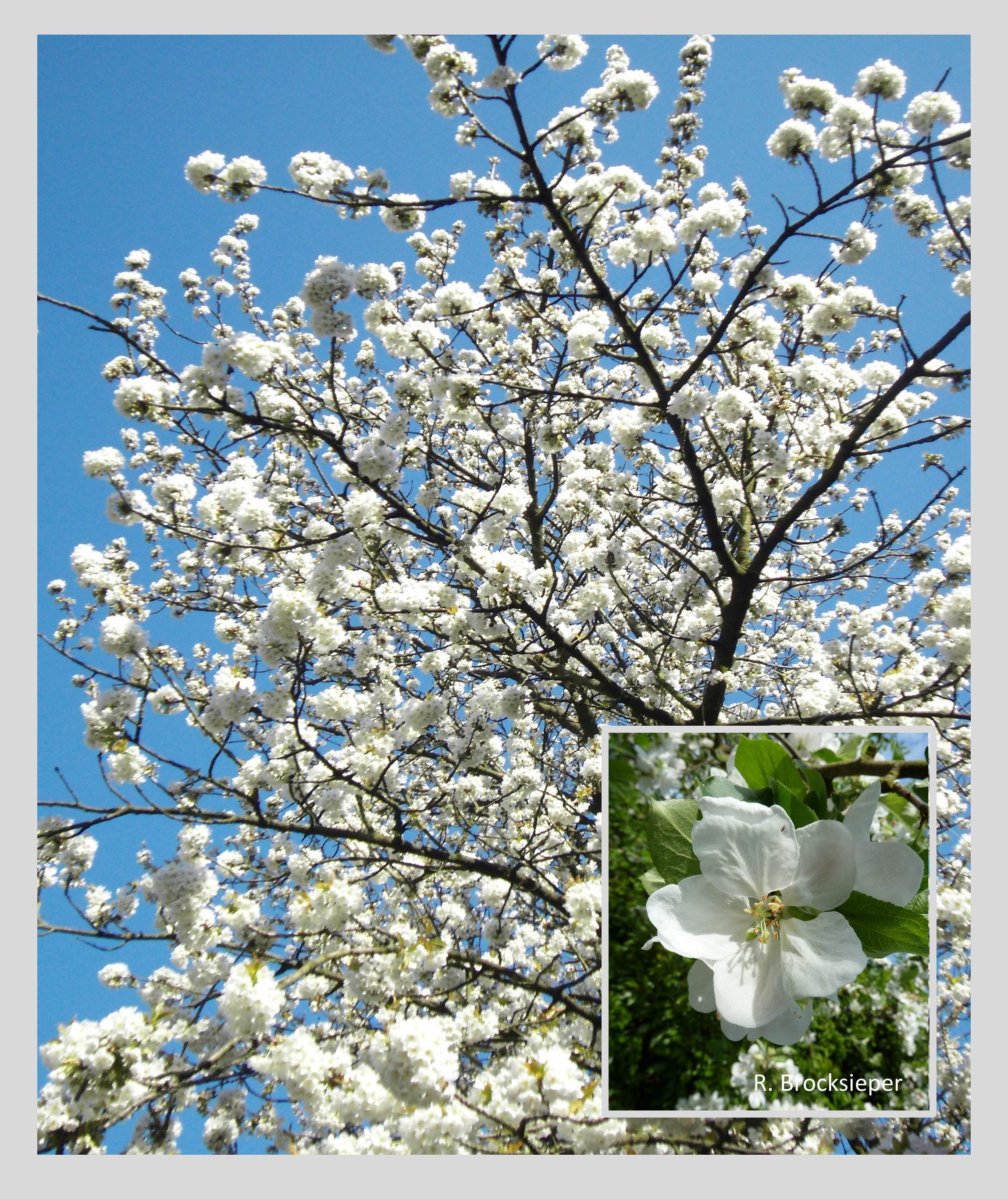 Obstbäume sind eine wichtige Nahrungsquelle für Honigbienen, Wildbienen und Hummeln. In einem kalten Frühjahr sind Hummeln die Hauptbestäuber, weil sie auch bei niedrigen Temperaturen fliegen. Ist es aber warm, bestäuben die Honigbienen die Blüten zu Tausenden.