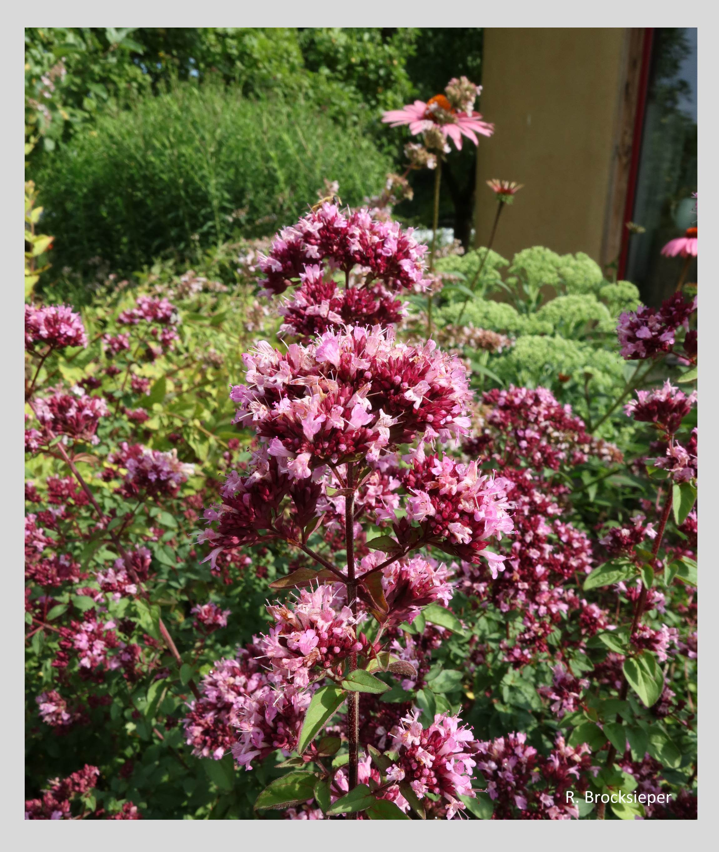 Der  Echte Dost oder Oreganum (Origanum vulgare) wächst gern auf sonnigen, steinigen Böden, ist aber auch in durchschnittlichem Gartenboden zu kultivieren. Die rosa Blüten locken von Sommer bis Herbst unzählige  Insekten an. Als Pizza- und Pastagewürz kennt ihn jeder. 