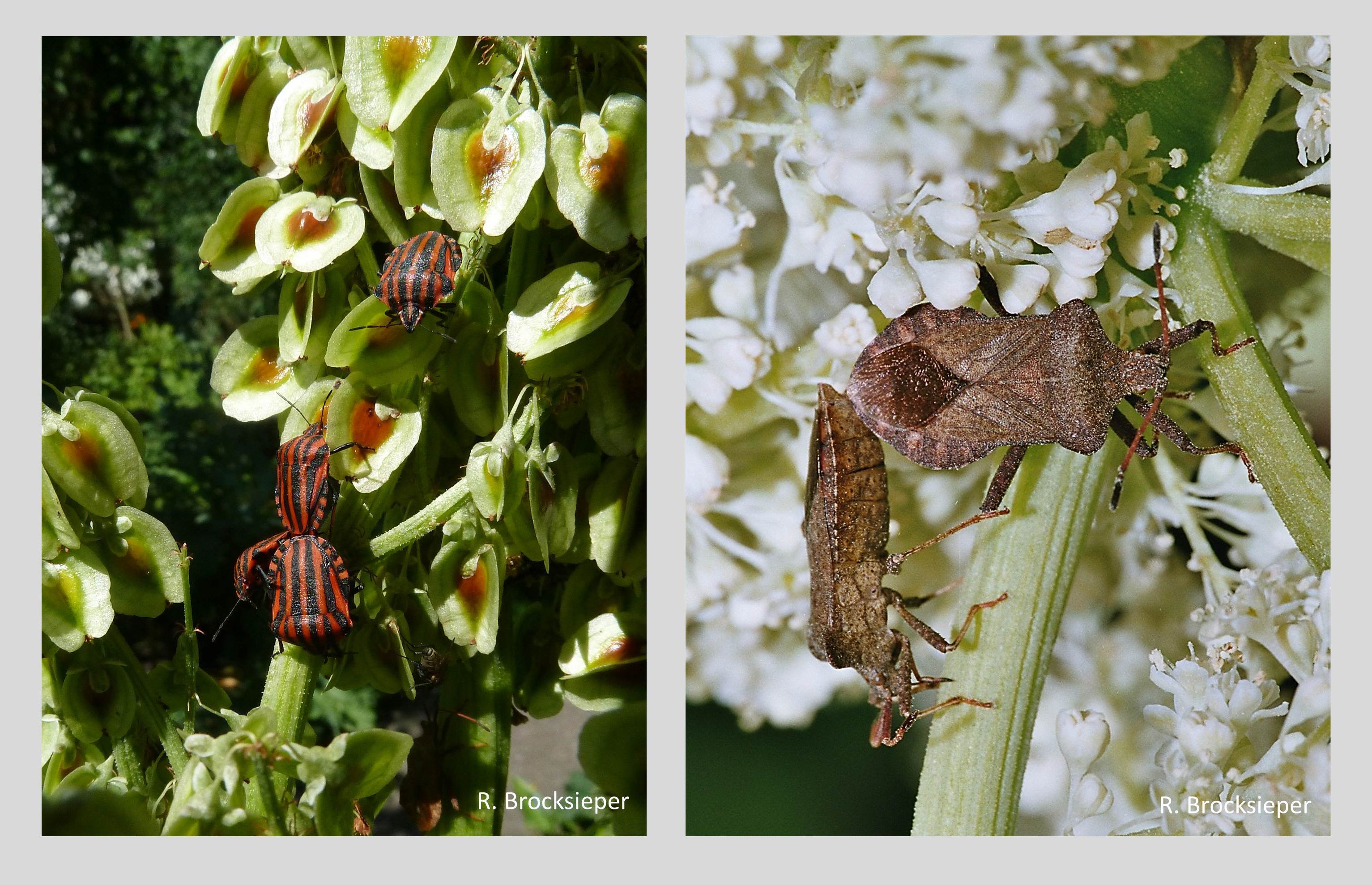 Rhabarber (Rheum rhabarbarum) lockt im Nutzgarten viele Insekten an. Käfer und Wanzen fressen von den leicht zugänglichen Pollen und Früchten, Bienen saugen Nektar und sammeln Pollen. Wer nicht nur an seinen Ernteertrag denkt, sollte einzelne der dekorativen Blütenstände nicht entfernen – dann stellen sich Streifen-, Lederwanzen (s.o.) und viele andere mehr ein. 