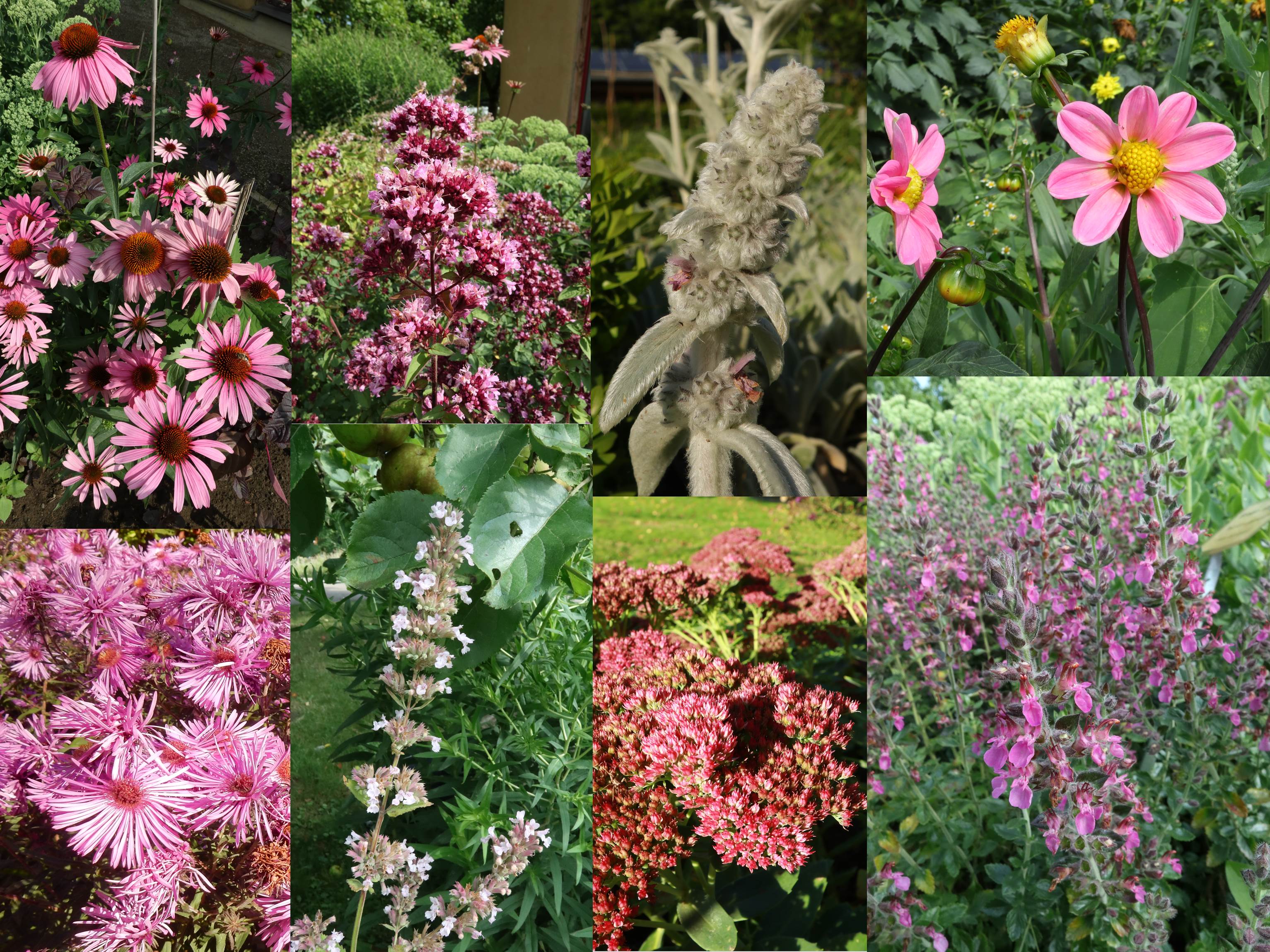 Rosige Aussichten - Collage mit rosa blühenden insektenfreundlichen Pflanzen
