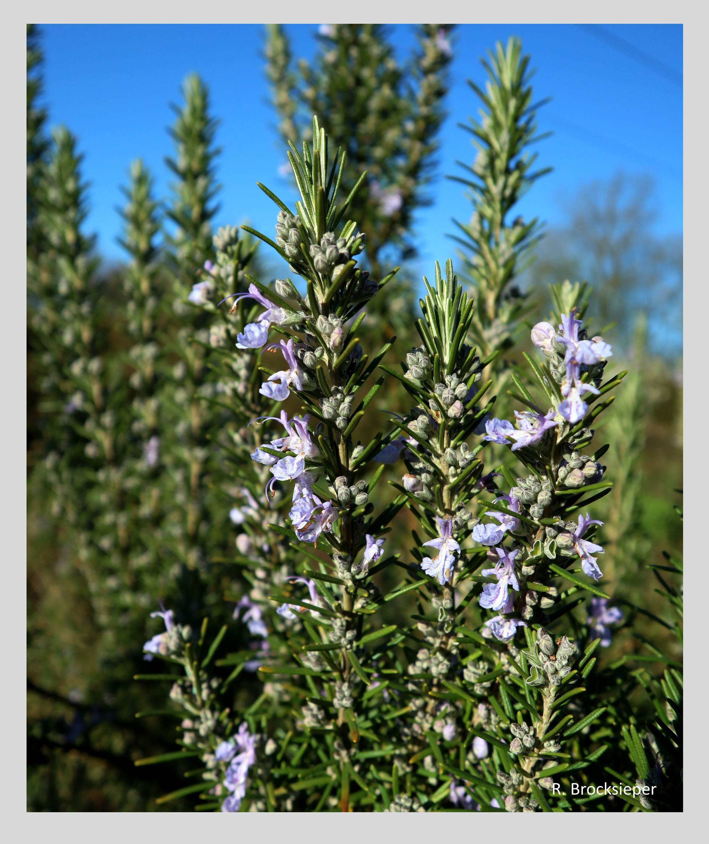 Der Rosmarin (Rosmarinus officinalis) ist ein immergrüner Halbstrauch aus der Mittelmeerregion. Er liebt einen sonnigen, trockenen Standort und ist schon ab März eine zuverlässige Bienenweide. Seine Blätter würzen z. B. köstliche Rosmarin-Kartoffeln oder Lamm. 