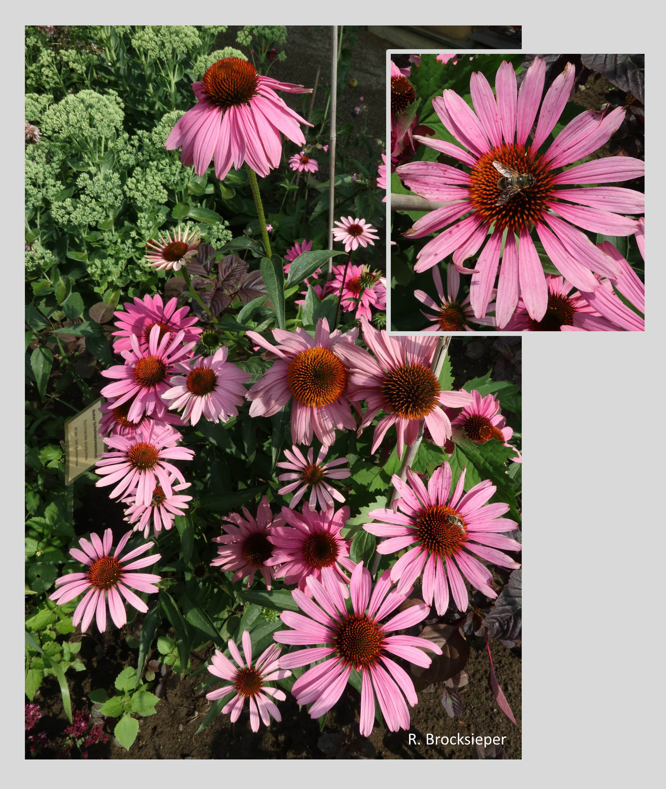 Der Rote Sonnenhut (Echinacea purpurea) blüht von Juni bis September. Die dekorative Pflanze kann bis zu 1.5 m hoch werden und  wird intensiv von Insekten beflogen. Sie ist eine der bekanntesten Heilpflanzen und stärkt mit ihren Inhaltsstoffen das Immunsystem.