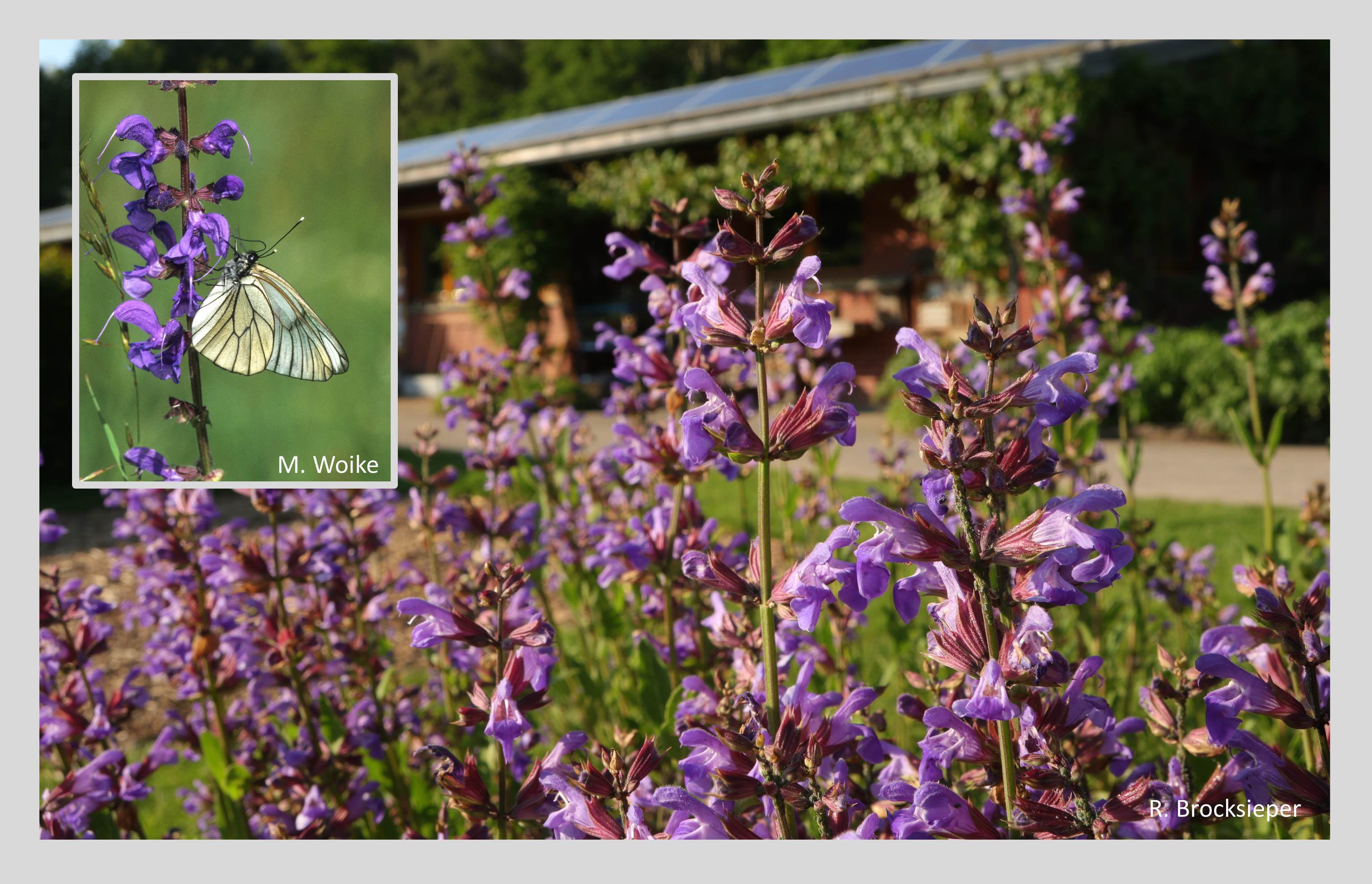 Der Salbei (Salvia spec.) gehört zu den Duft- und Gewürzpflanzen, wächst aber auch dekorativ im Staudenbeet. Bienen, Hummeln und Schmetterlinge befliegen die leuchtend blauen Blüten, sowohl der Wild- als auch der Zierformen – hier ein heute selten gewordener Baumweißling.