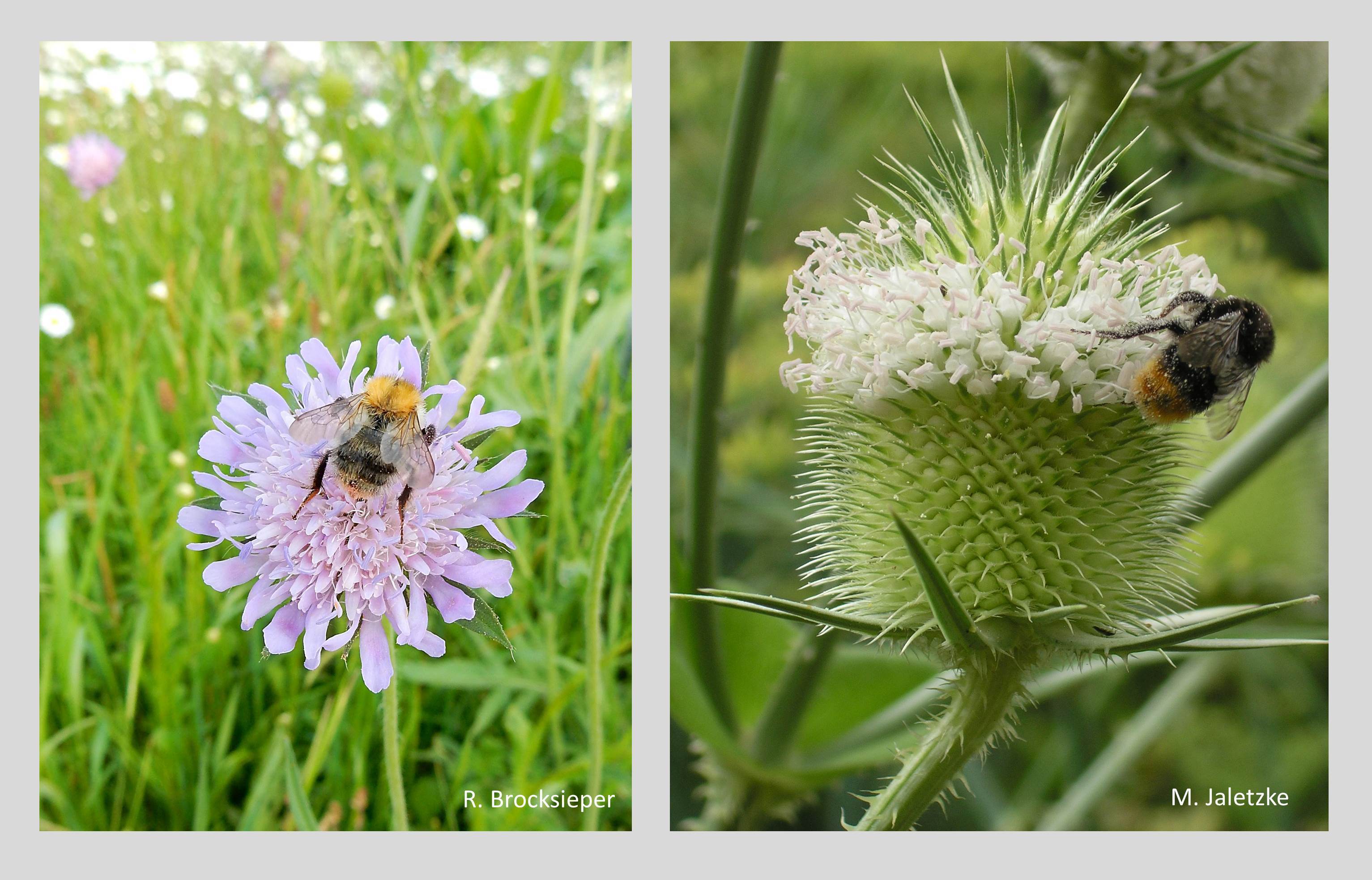 Scabiosen (Scabiosa spec.), Knautien (Knautia spec.) und Karden (Dipsacus spec., rechts) gehören zu den Kardengewächsen, die mit viel Nektar und noch mehr Pollen Bienen, Hummeln, Wildbienen, Pinselkäfer und Rosenkäfer ernähren – links Wiesenhummel, rechts Ackerhummel. Neben Wildpflanzenarten gibt es auch Gartenformen, die in den Beeten attraktive Akzente setzen.