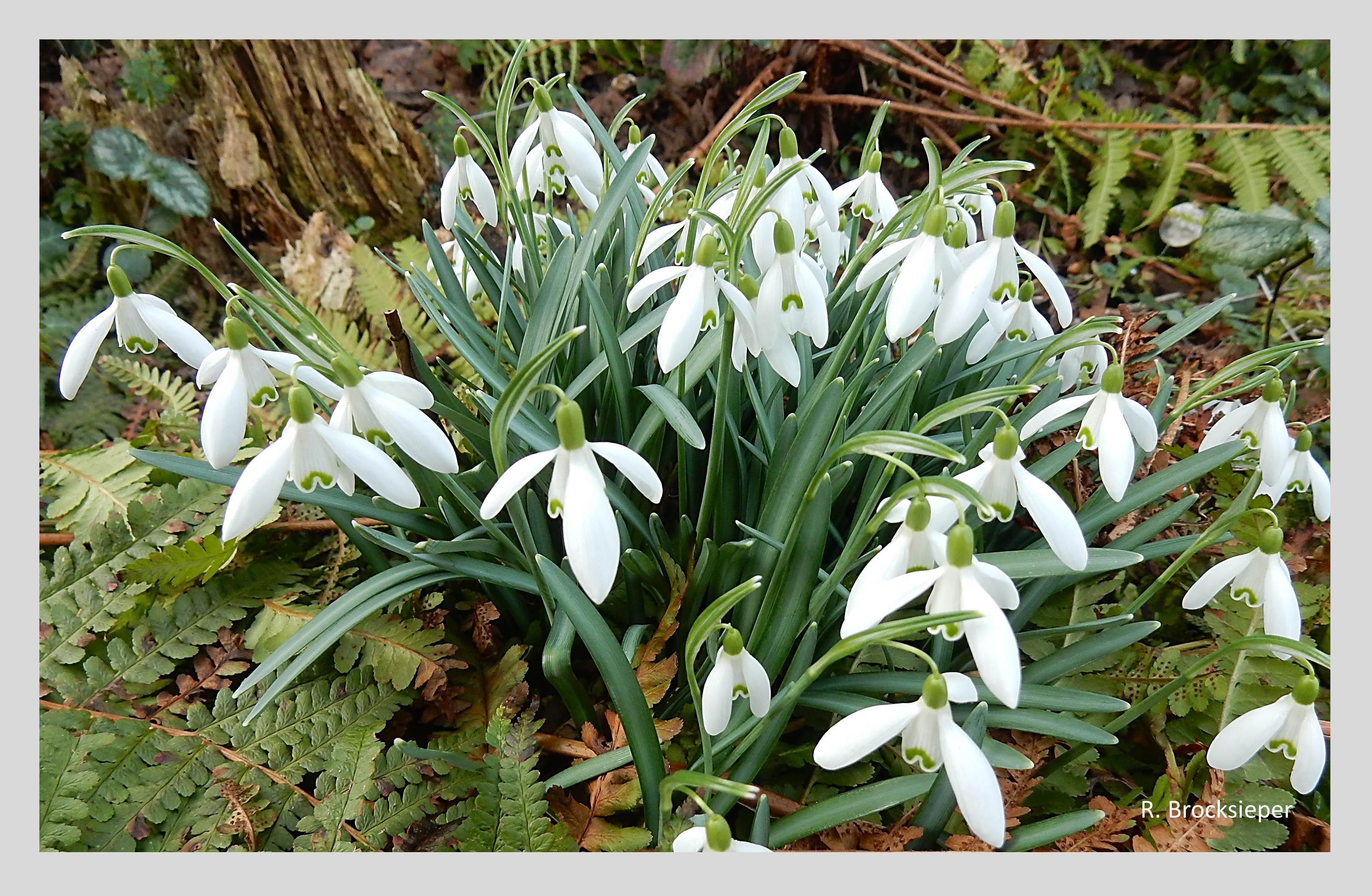 Schneeglöckchen (Galanthus spec.) fehlen in kaum einem Garten und gehören zu den ersten Pollen liefernden Pflanzen im Frühjahr. Natürlicherweise sind sie im Münsterland nicht zu Hause. 