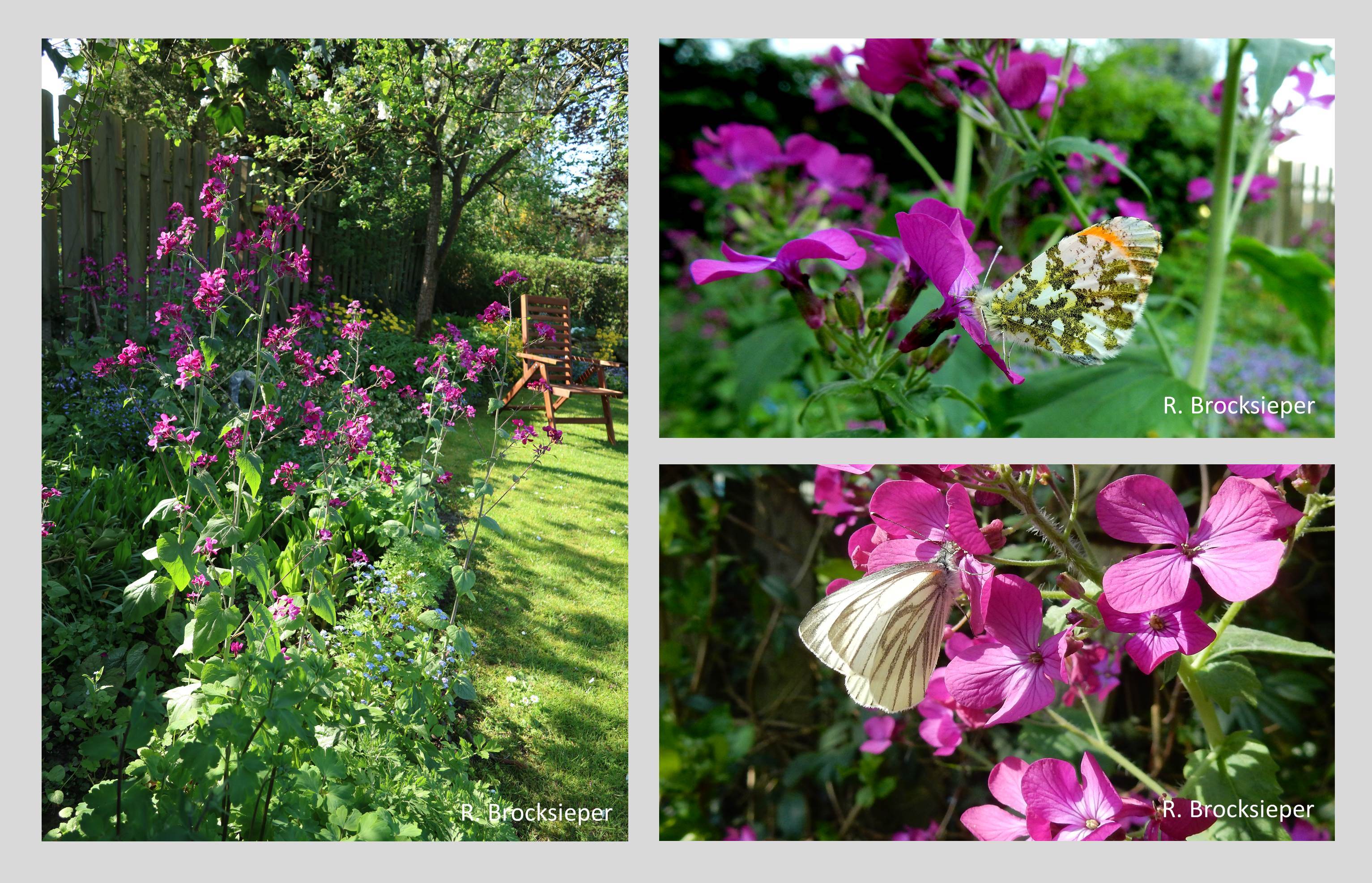 Das Silberblatt (Lunaria annua), auch Mondviole genannt, ist eine zweijährige Pflanze. Einmal im Garten, sät sie sich selbstständig aus ohne zu wuchern. Schmetterlinge – hier Raps-Weißling und  Aurorafalter besuchen gern die Blüten. Für die Raupen des Aurorafalters ist das Silberblatt zudem eine wichtige Futterpflanze. 