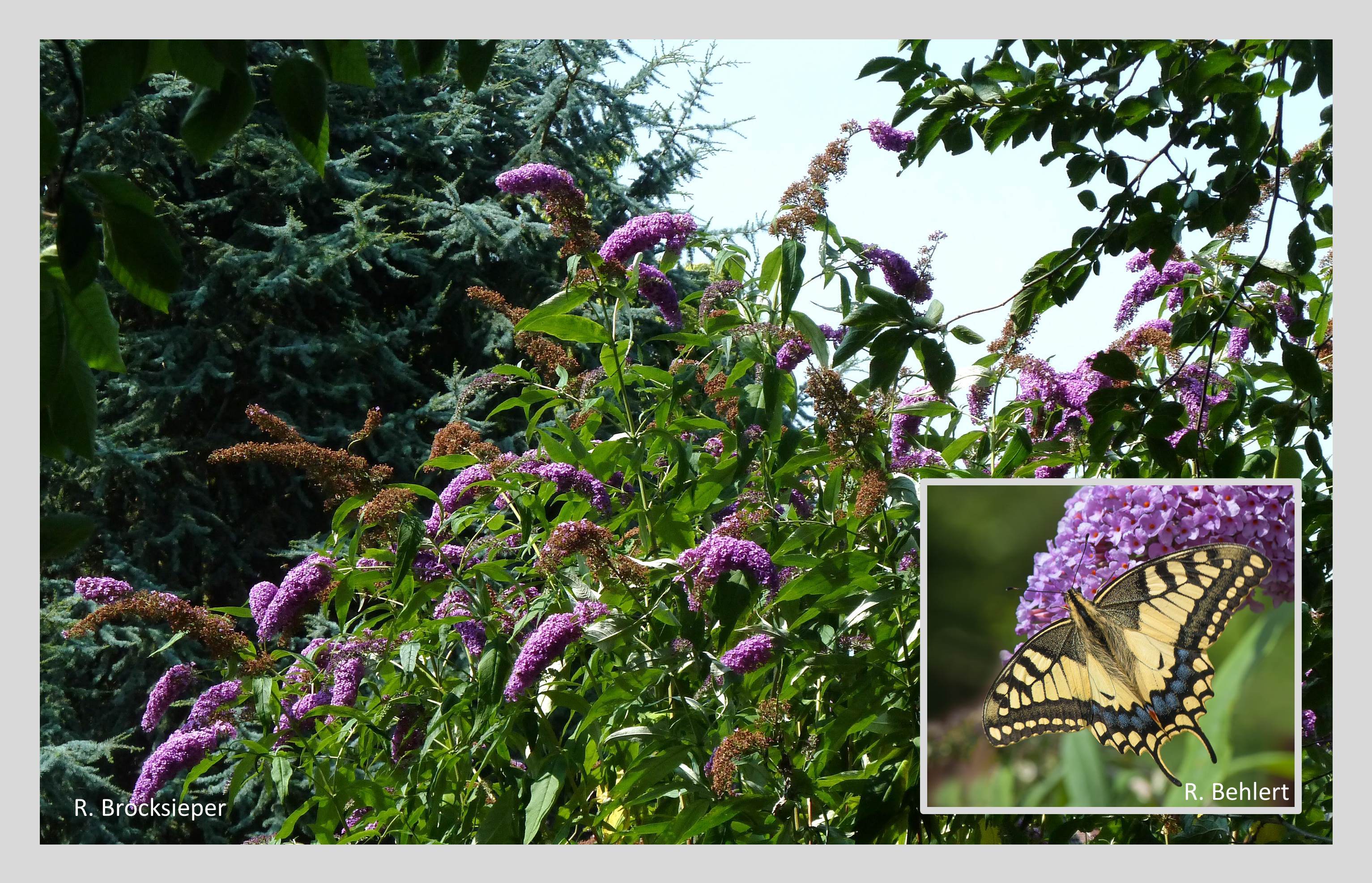 Der Sommerflieder (Buddleja davidii) hat eine lange, späte Blühphase (Juli bis September) und ist eine ausdauernde Nektarquelle für eine Vielzahl von Schmetterlingen, Bienen oder anderen Insekten – hier der prächtige Schwalbenschwanz.