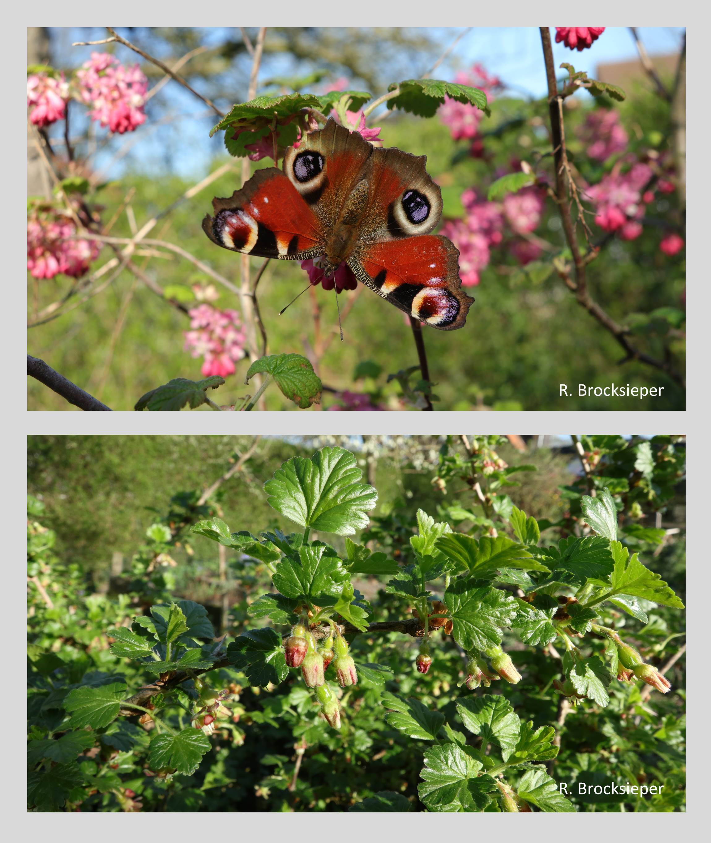 Beerensträucher, hier Stachelbeere und Blutjohannisbeere, sind wahre Insektenmagnete und werden je nach Temperatur sehr gut  von Hummeln, Wildbienen und Honigbienen beflogen.